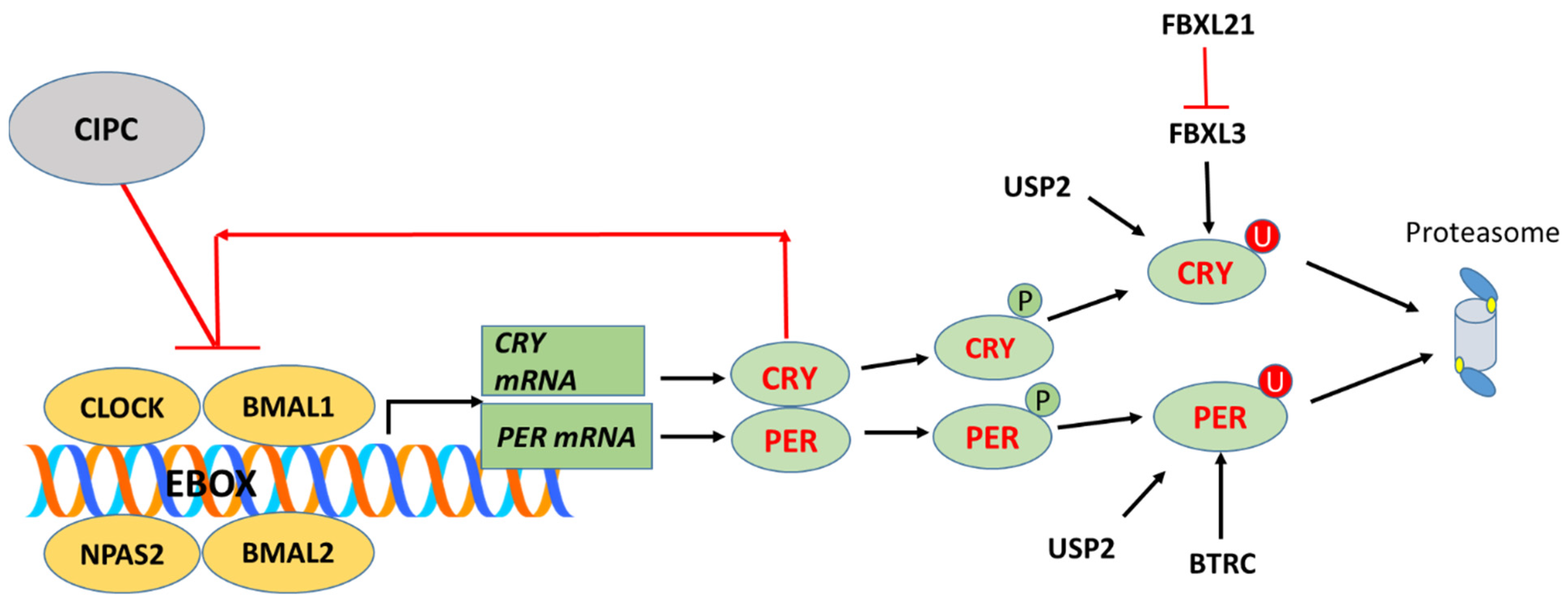 Cancers 17 00575 g001
