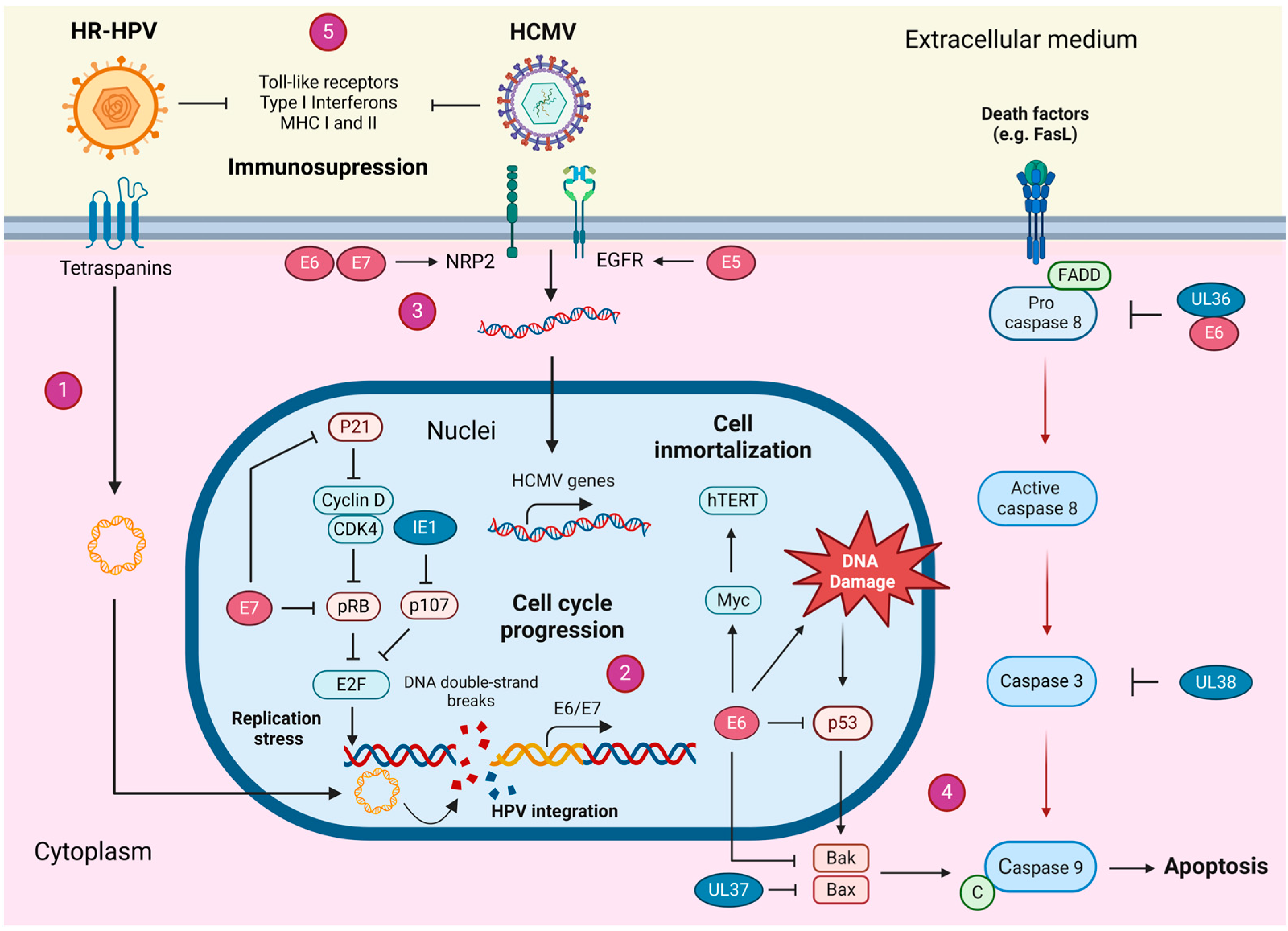 Cancers 17 00582 g002