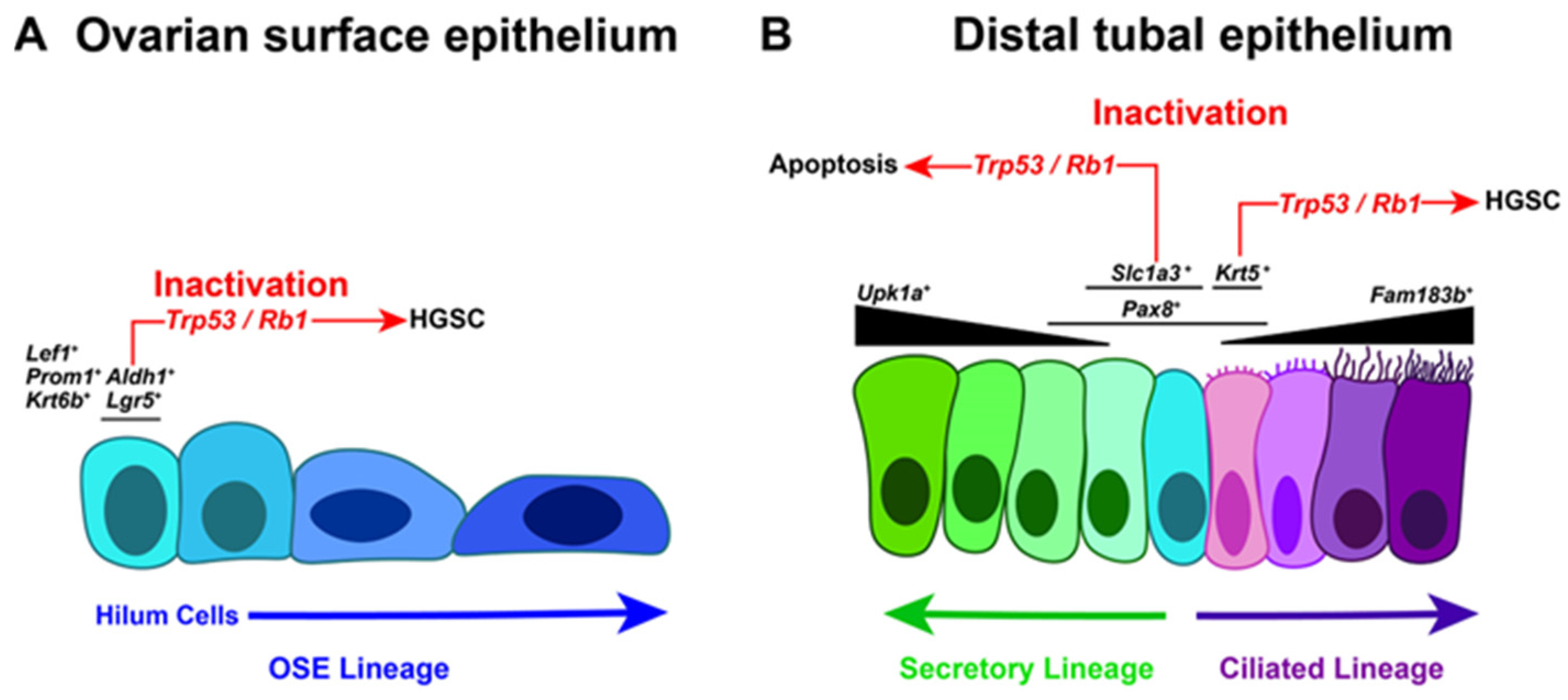 Cancers 17 00604 g001