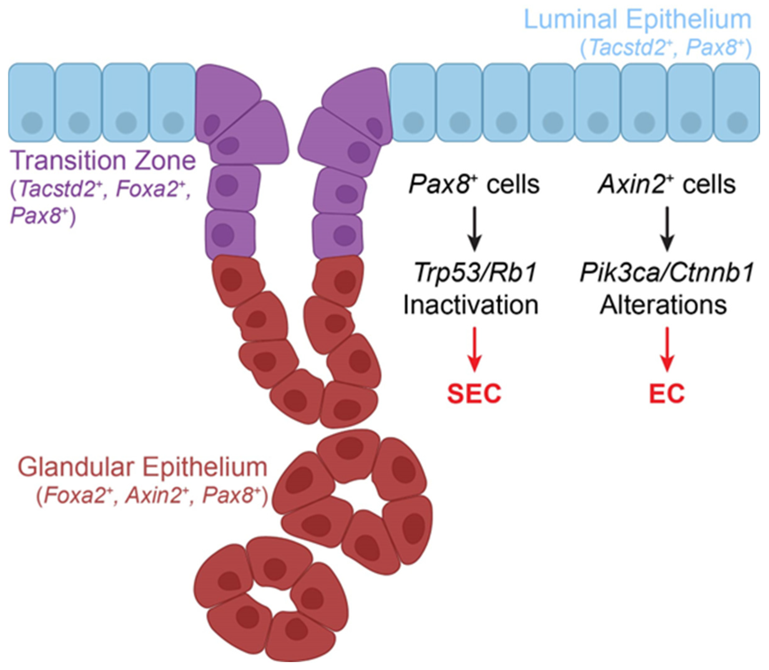 Cancers 17 00604 g002