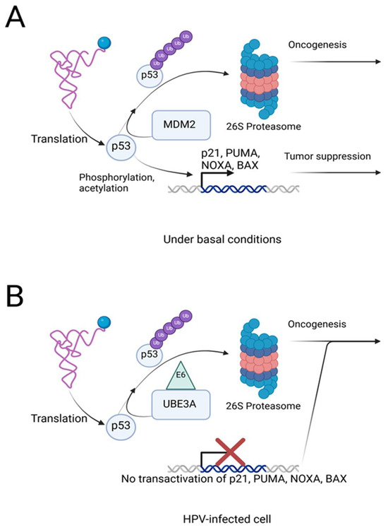 A Perspective on Therapeutic Targeting Against Ubiquitin