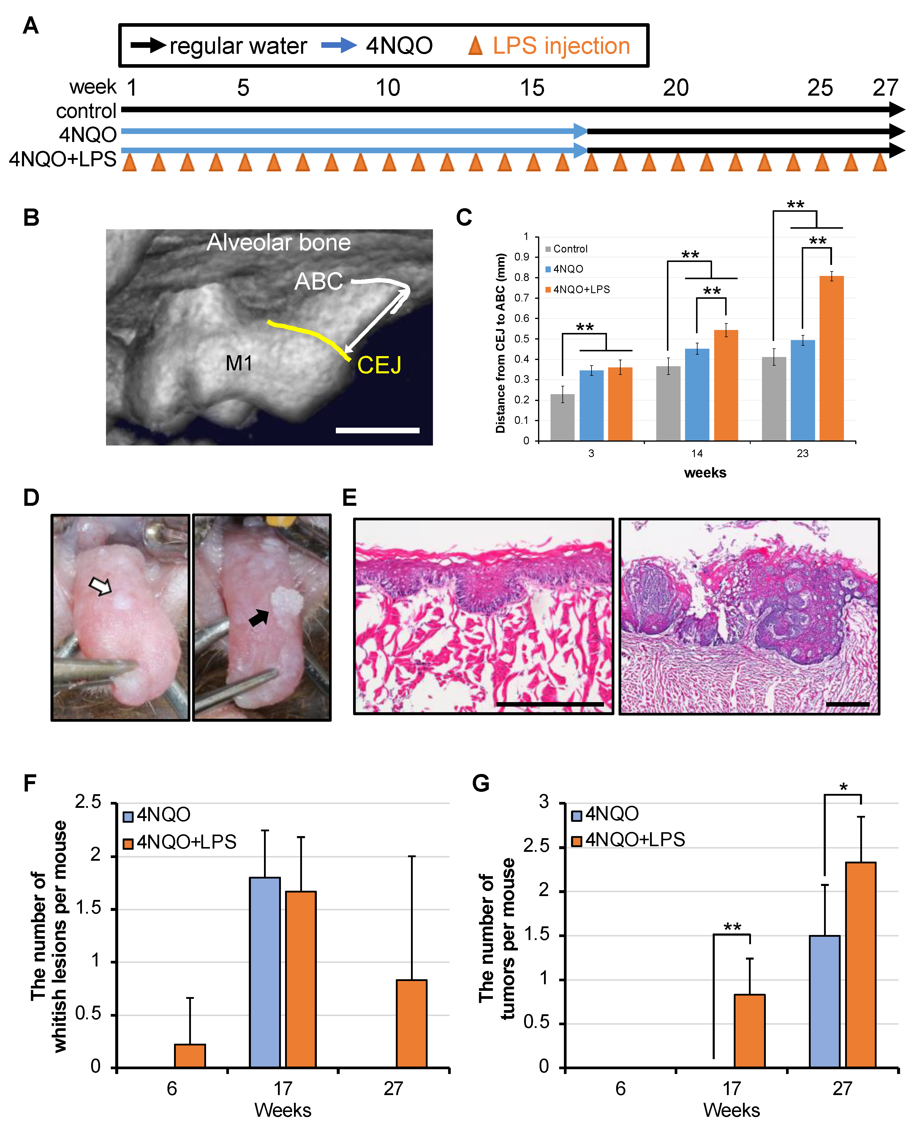 Cancers 17 00632 g003