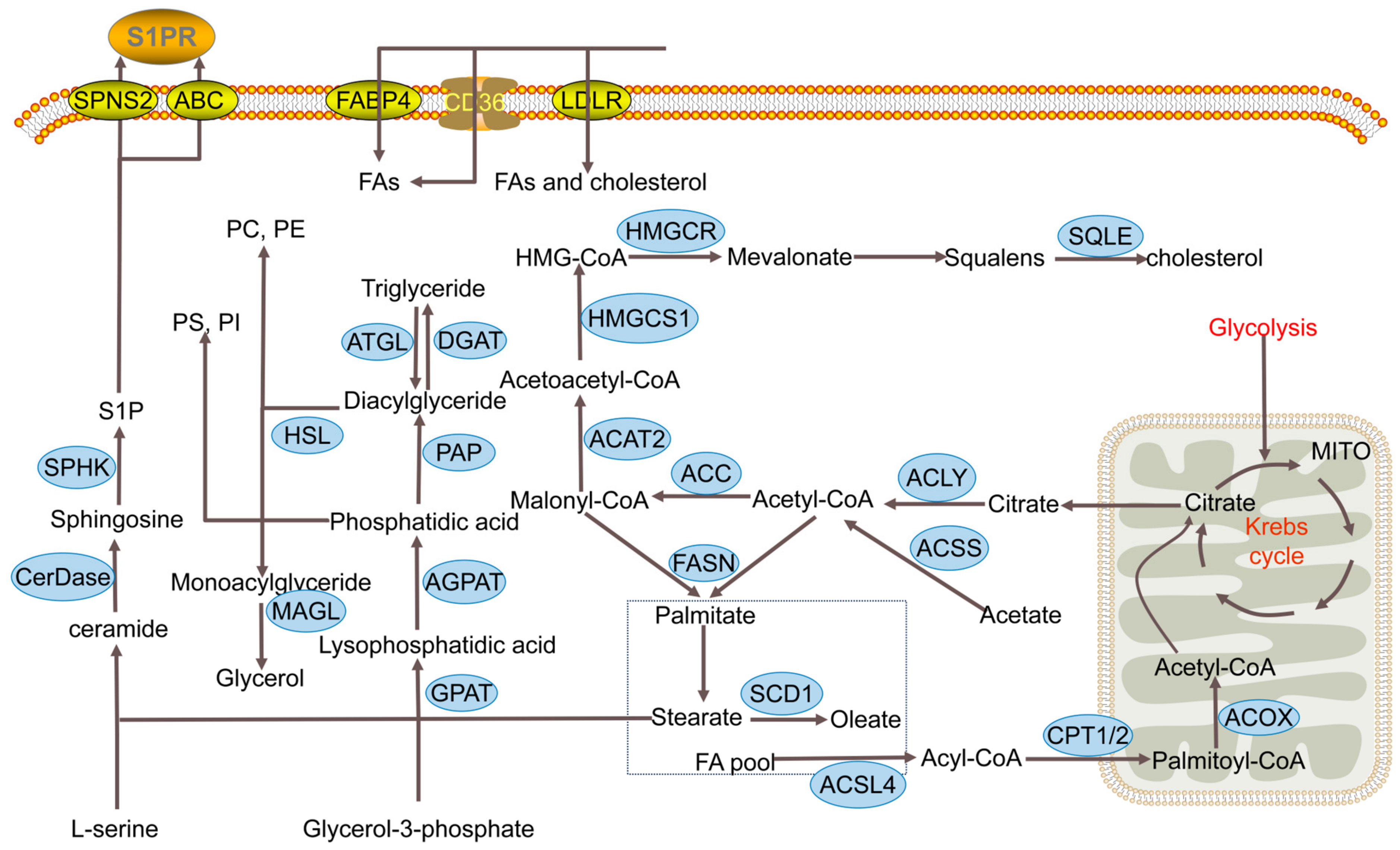 Cancers 17 00650 g001
