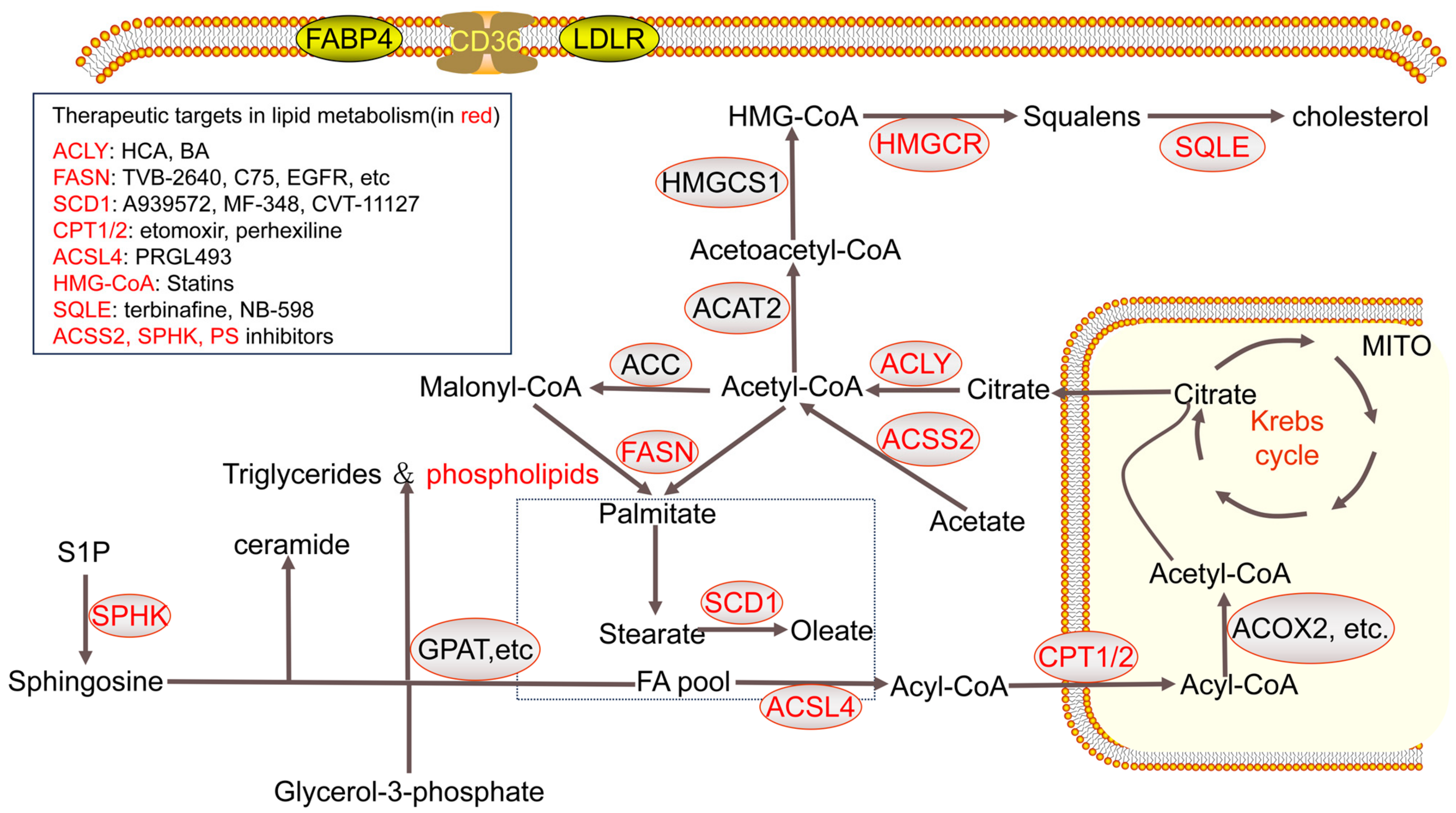 Cancers 17 00650 g003