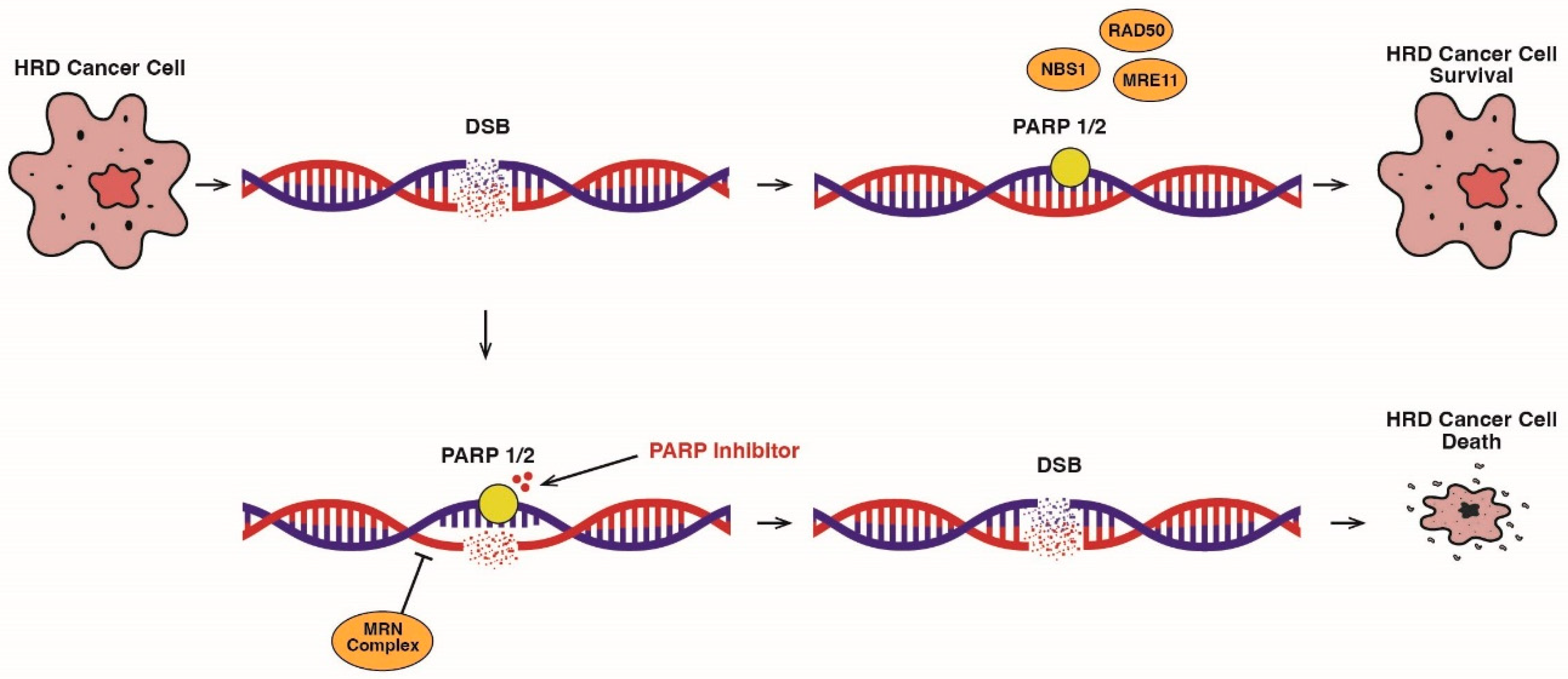 Cancers 17 00682 g002