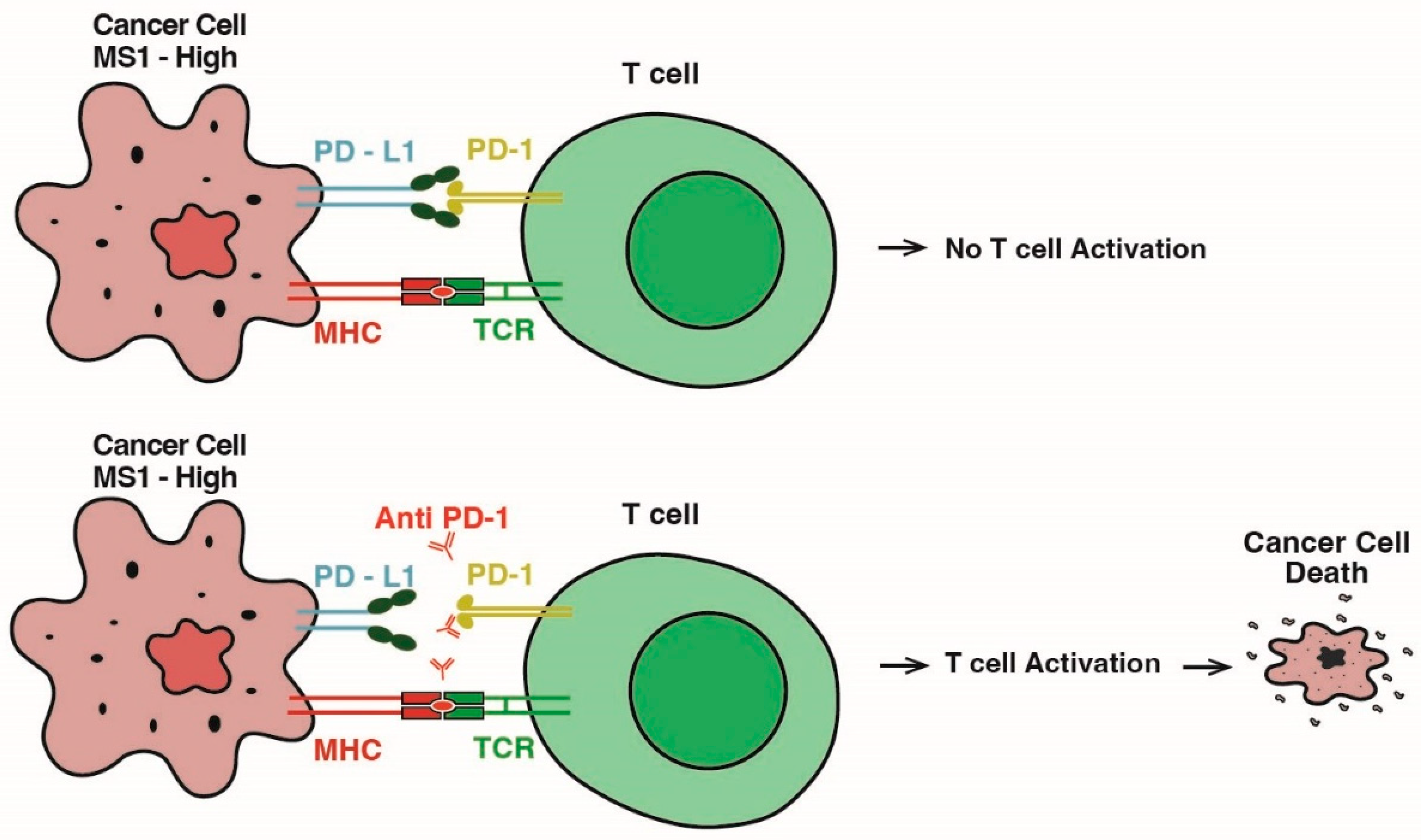 Cancers 17 00682 g004