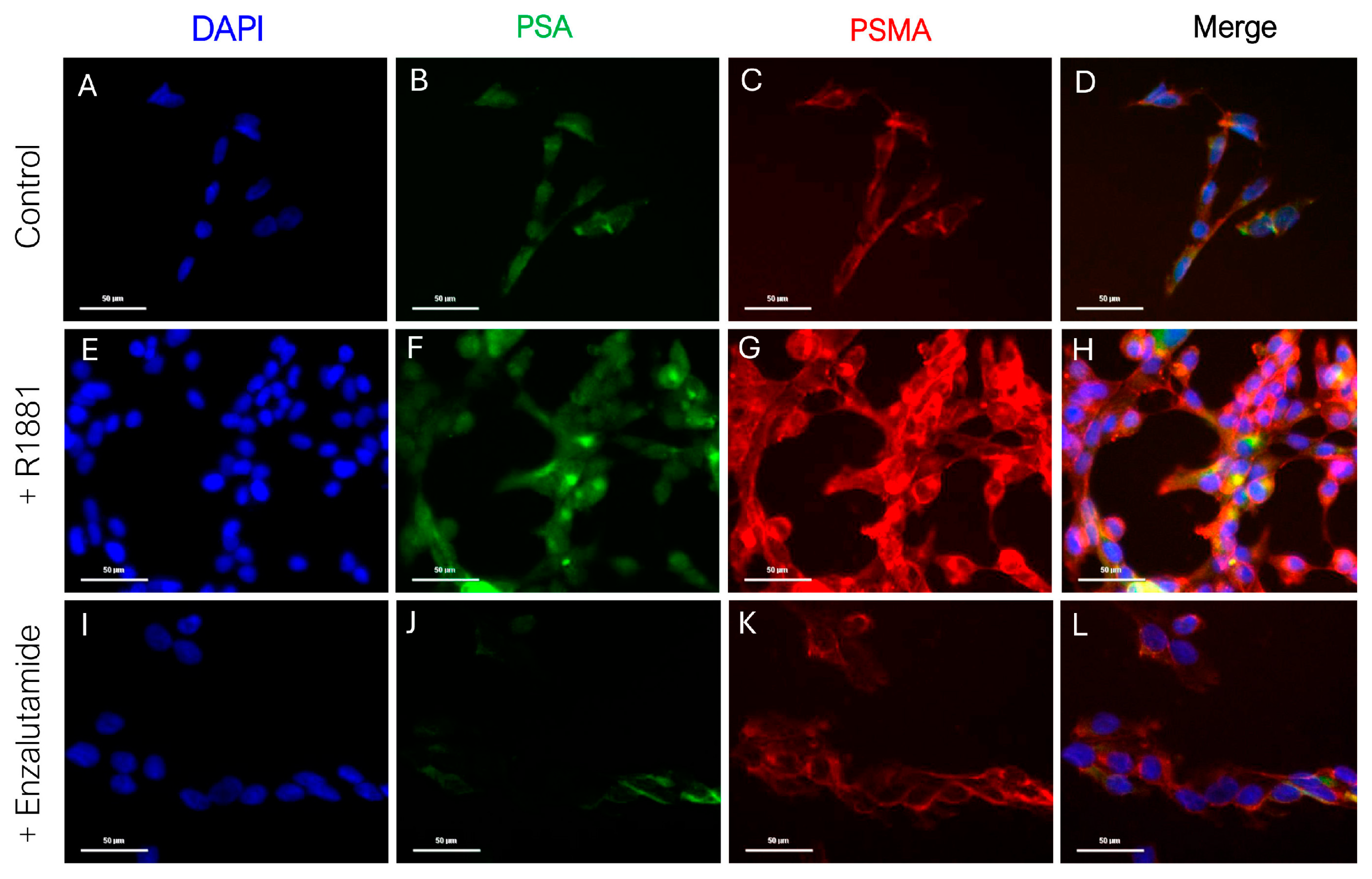 Cancers 17 00721 g001