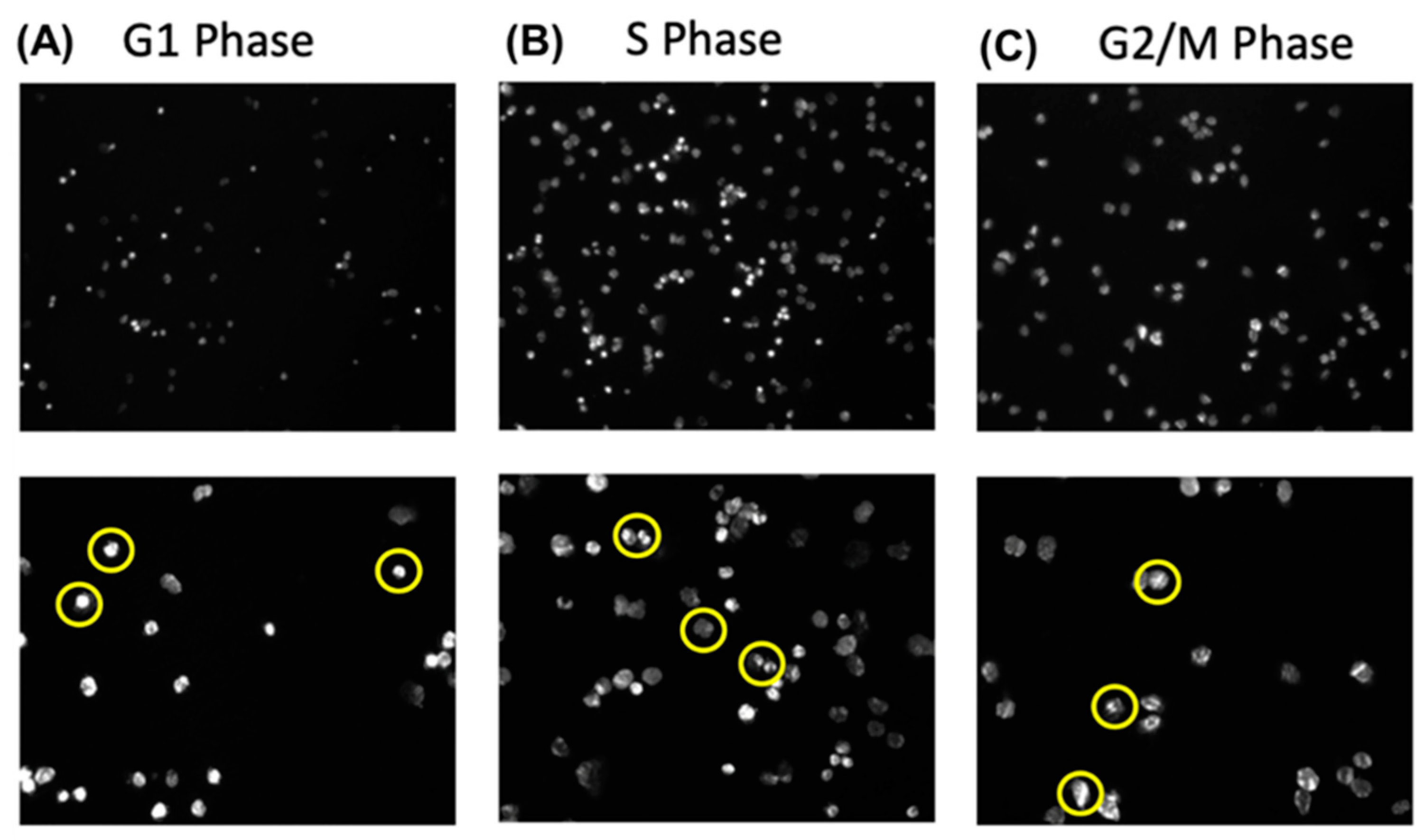 Cancers 17 00721 g006