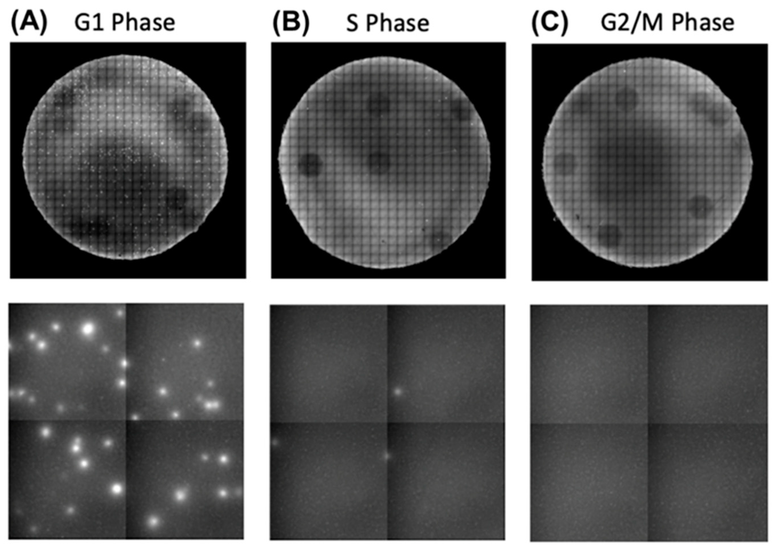 Cancers 17 00721 g007