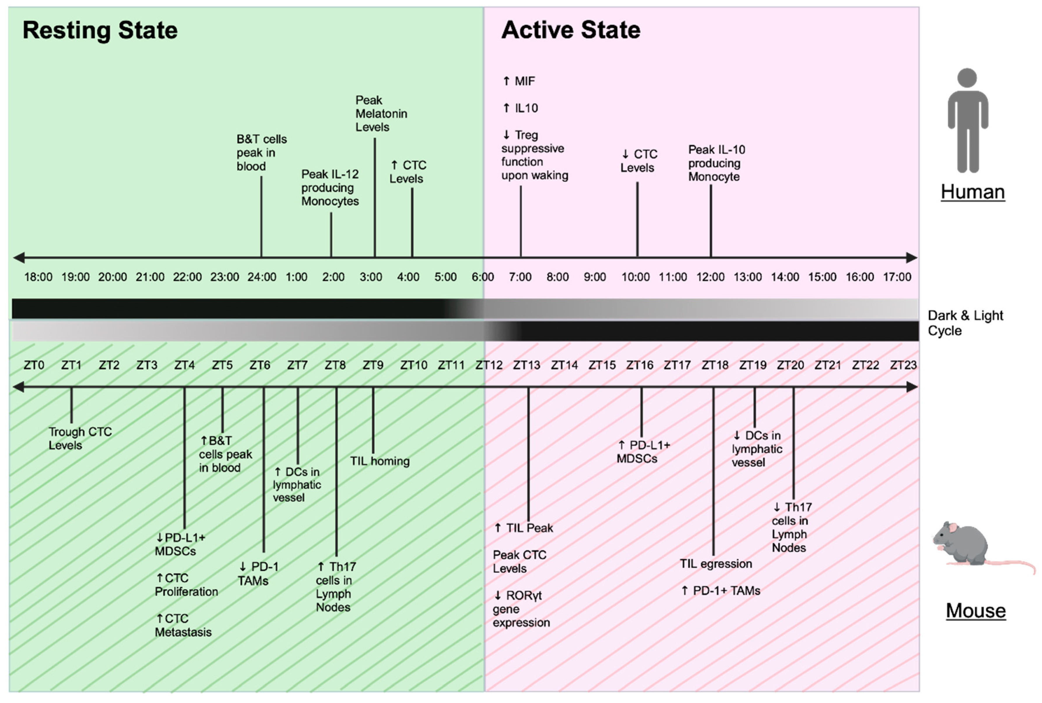 Cancers 17 00732 g004