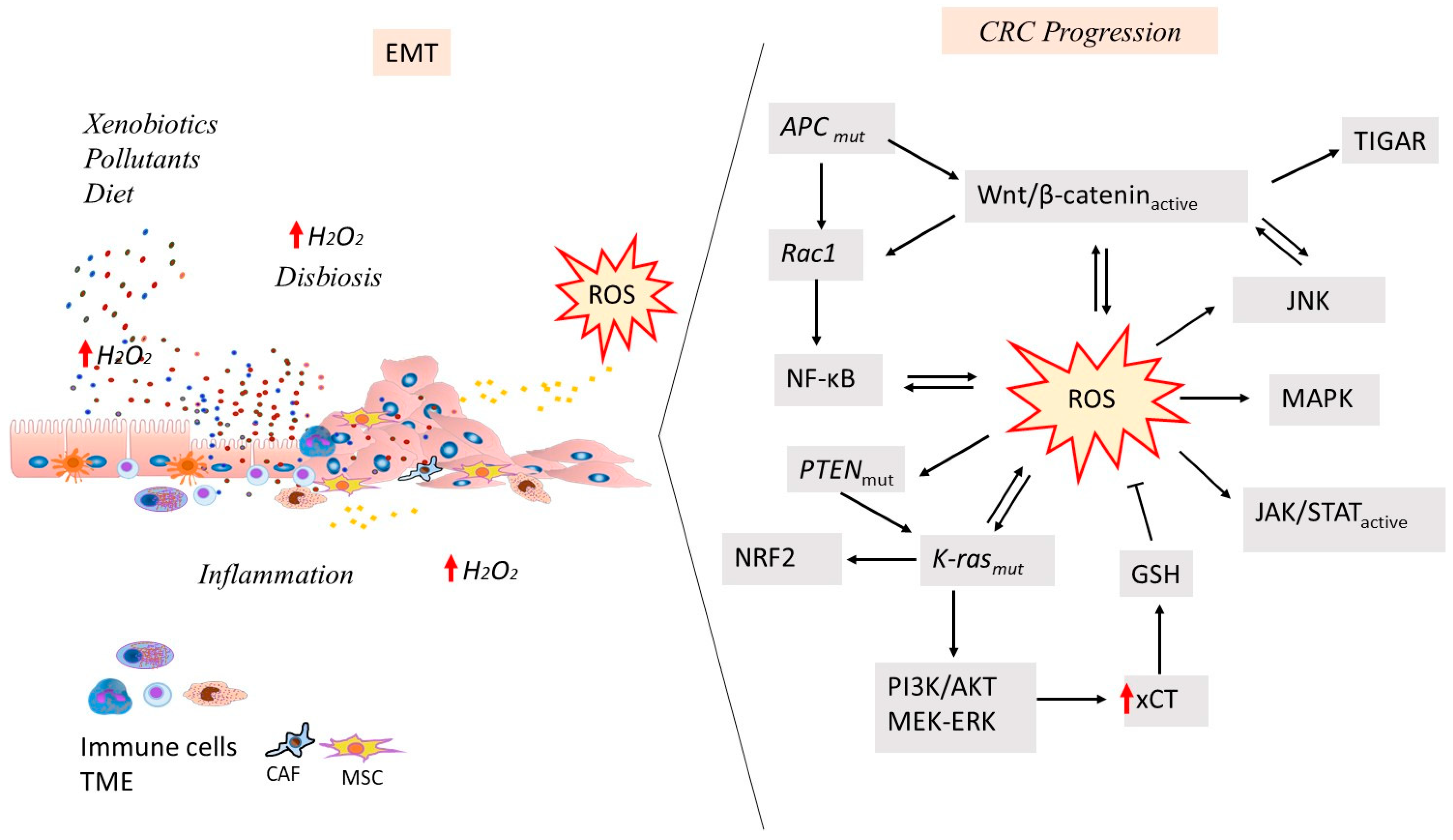 Cancers 17 00752 g002 Cancers 17 00752 g002