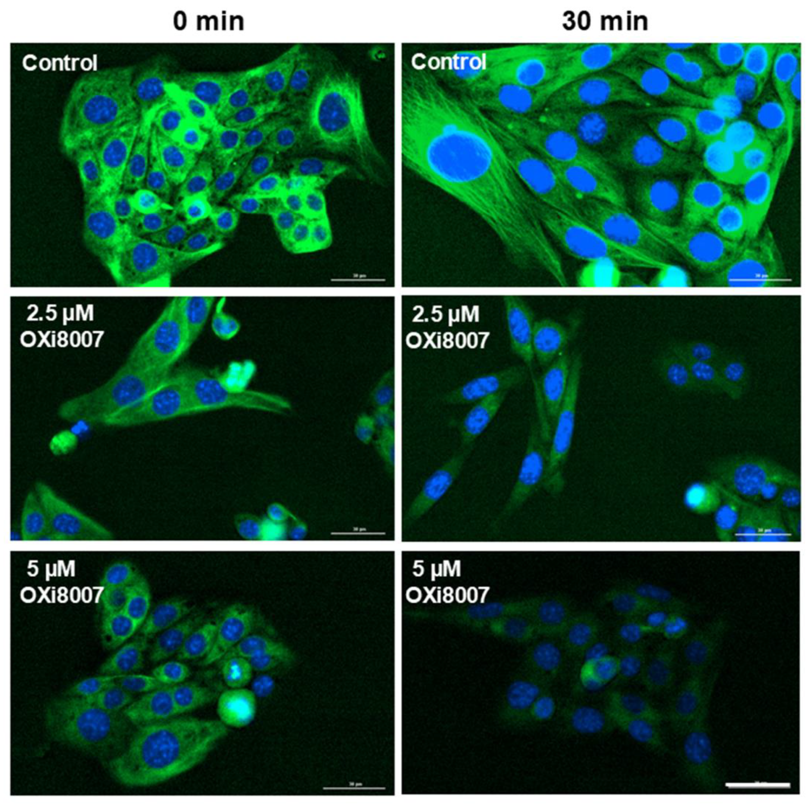 Cancers 17 00771 g002 Cancers 17 00771 g002