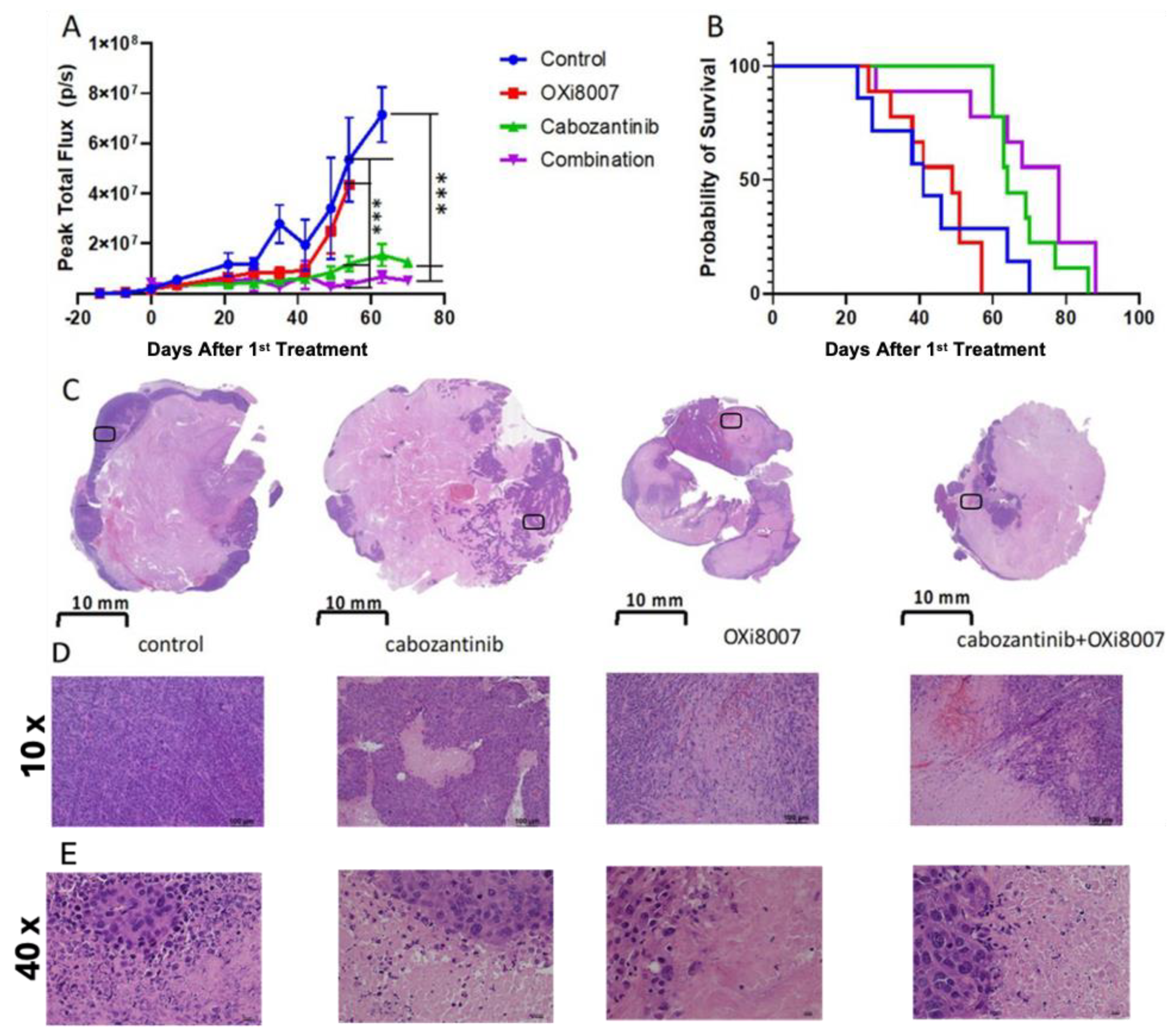 Cancers 17 00771 g007 Cancers 17 00771 g007