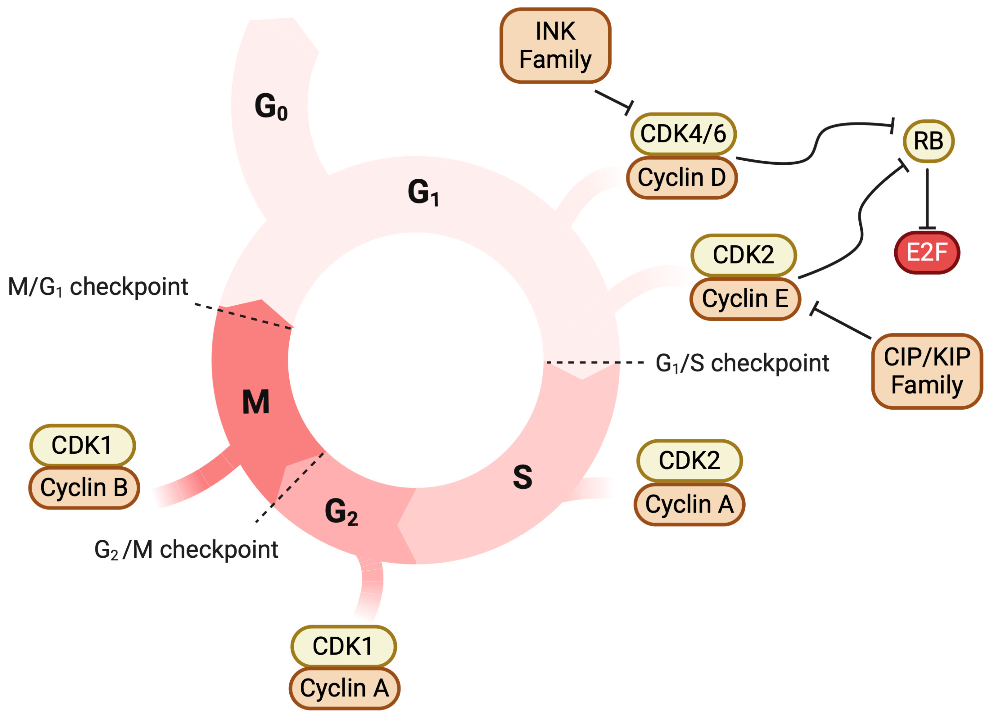 Cancers 17 00774 g001