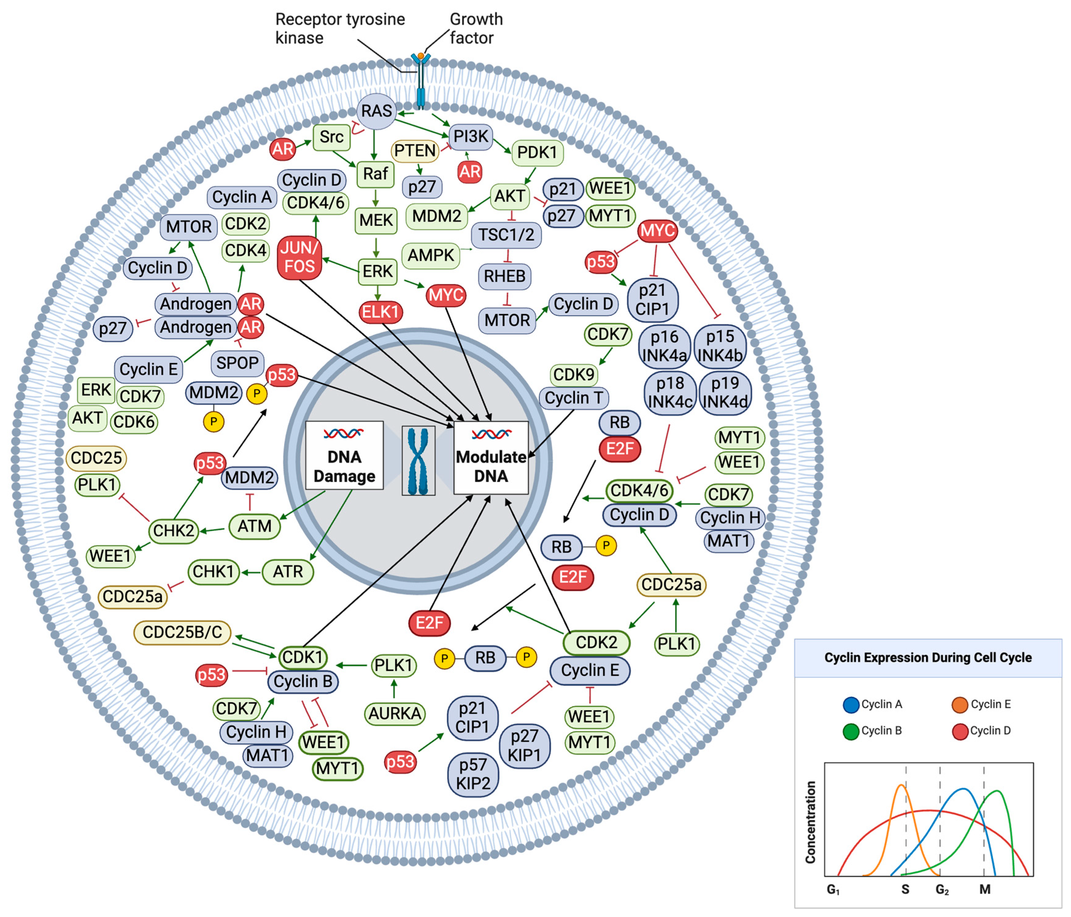 Cancers 17 00774 g002