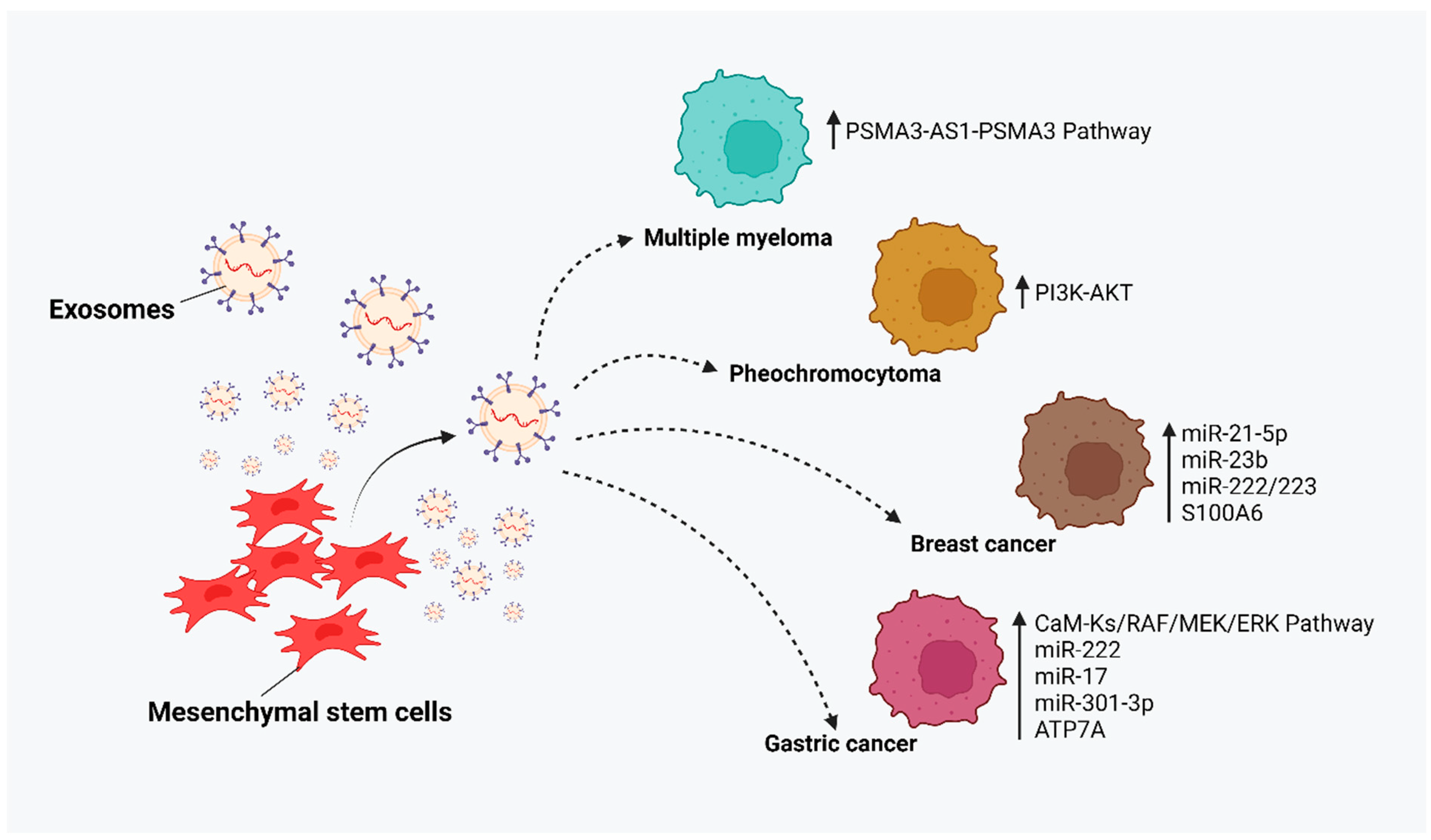 Cancers 17 00831 g001
