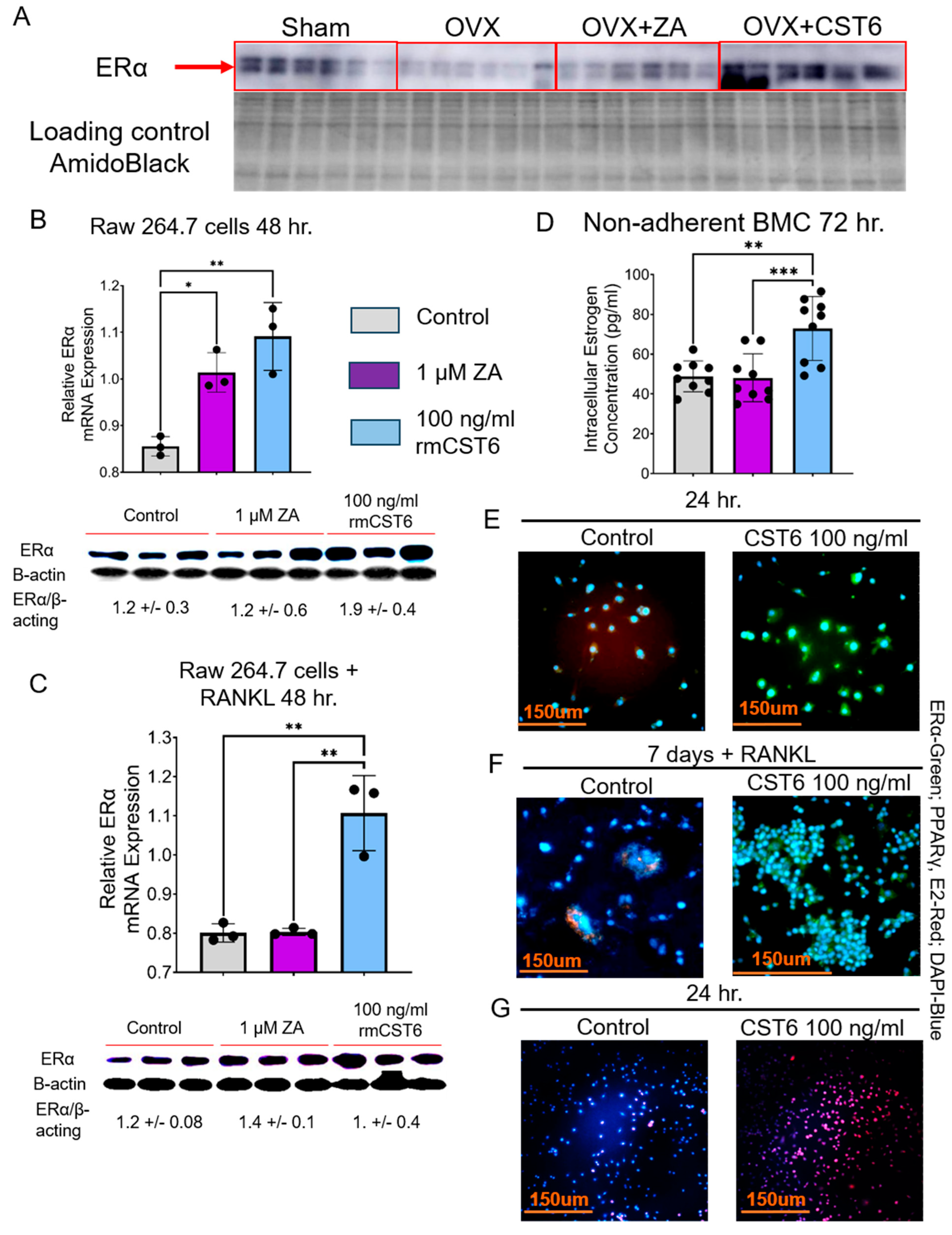 Cancers 17 00833 g007