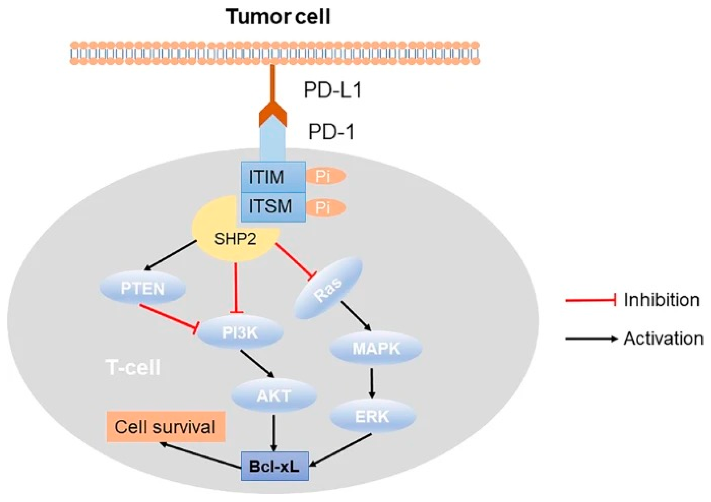 Cancers 17 00851 g001