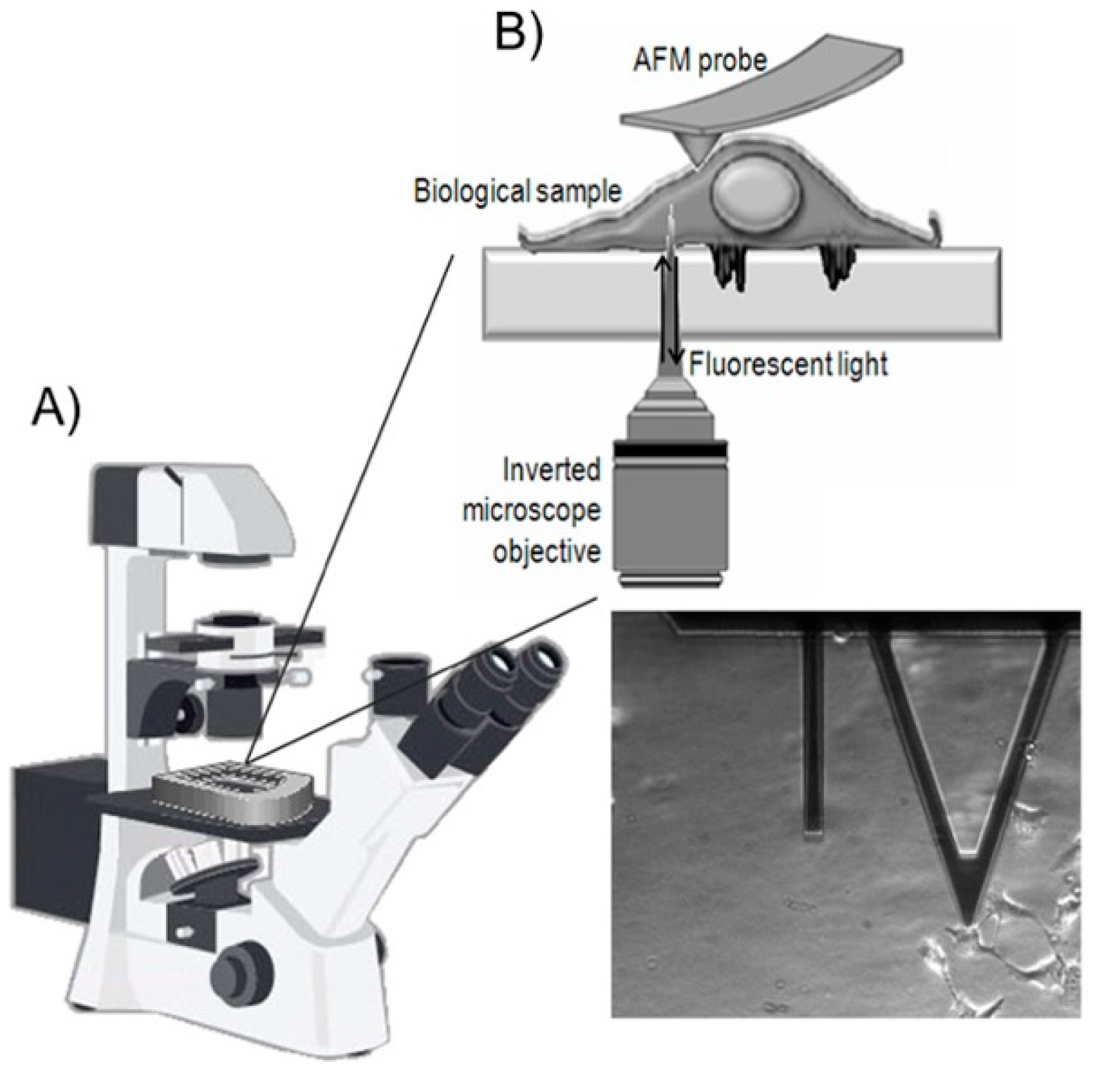 Atomic Force Microscopy: A Versatile Tool in Cancer Research