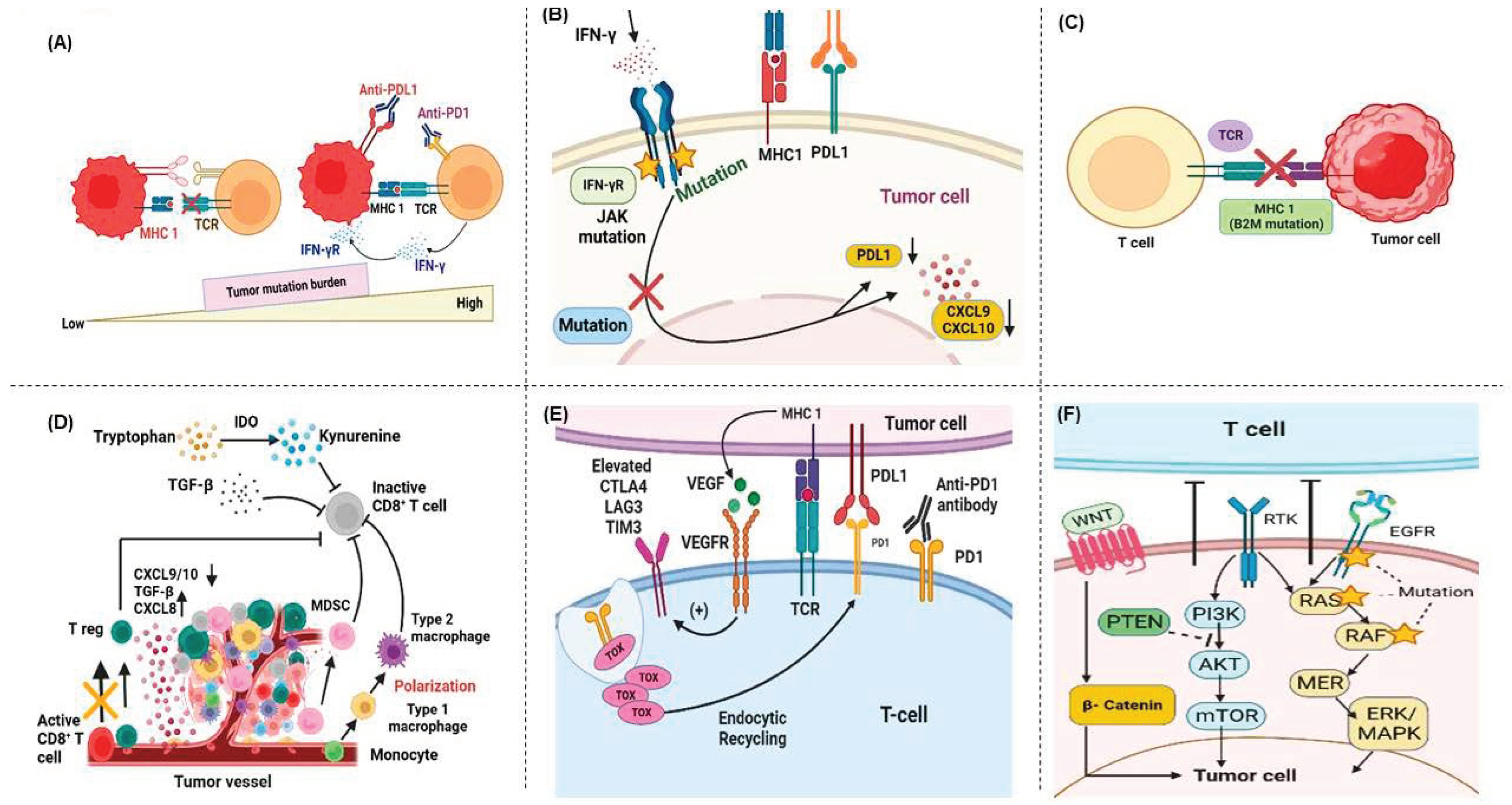 Cancers 17 00880 g006