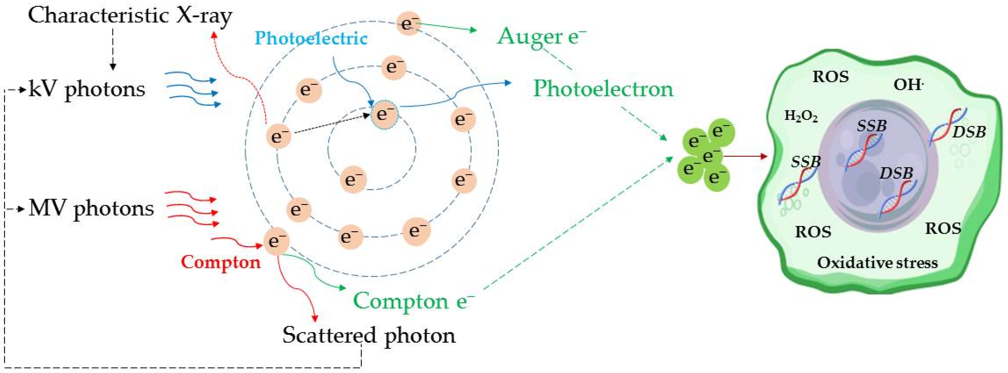 Cancers 17 00899 g001