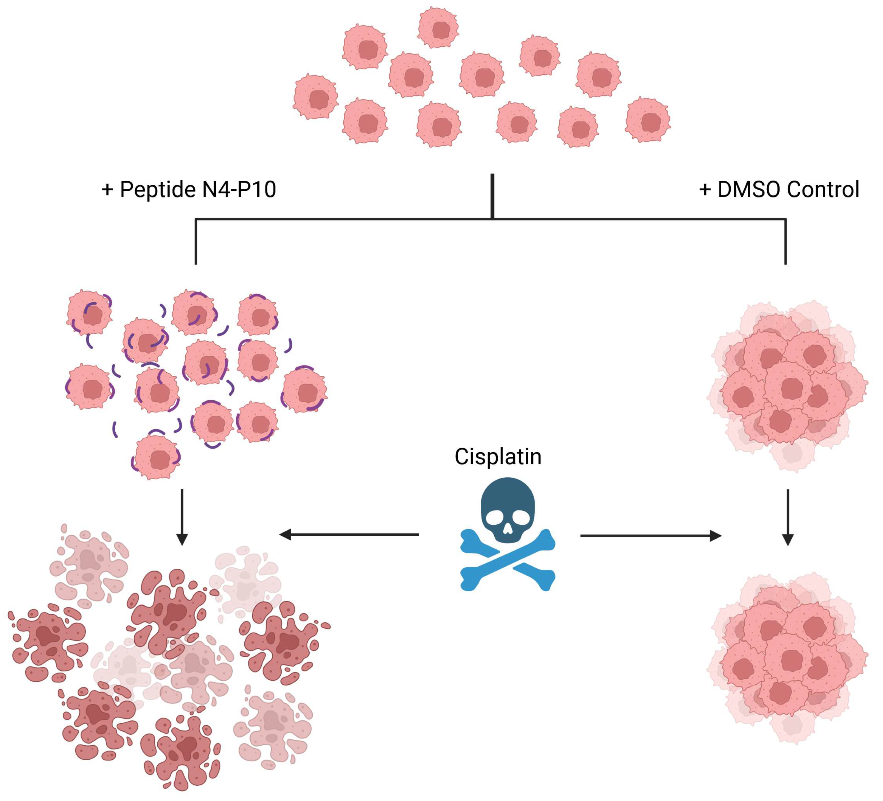 Cancers 17 00901 g008