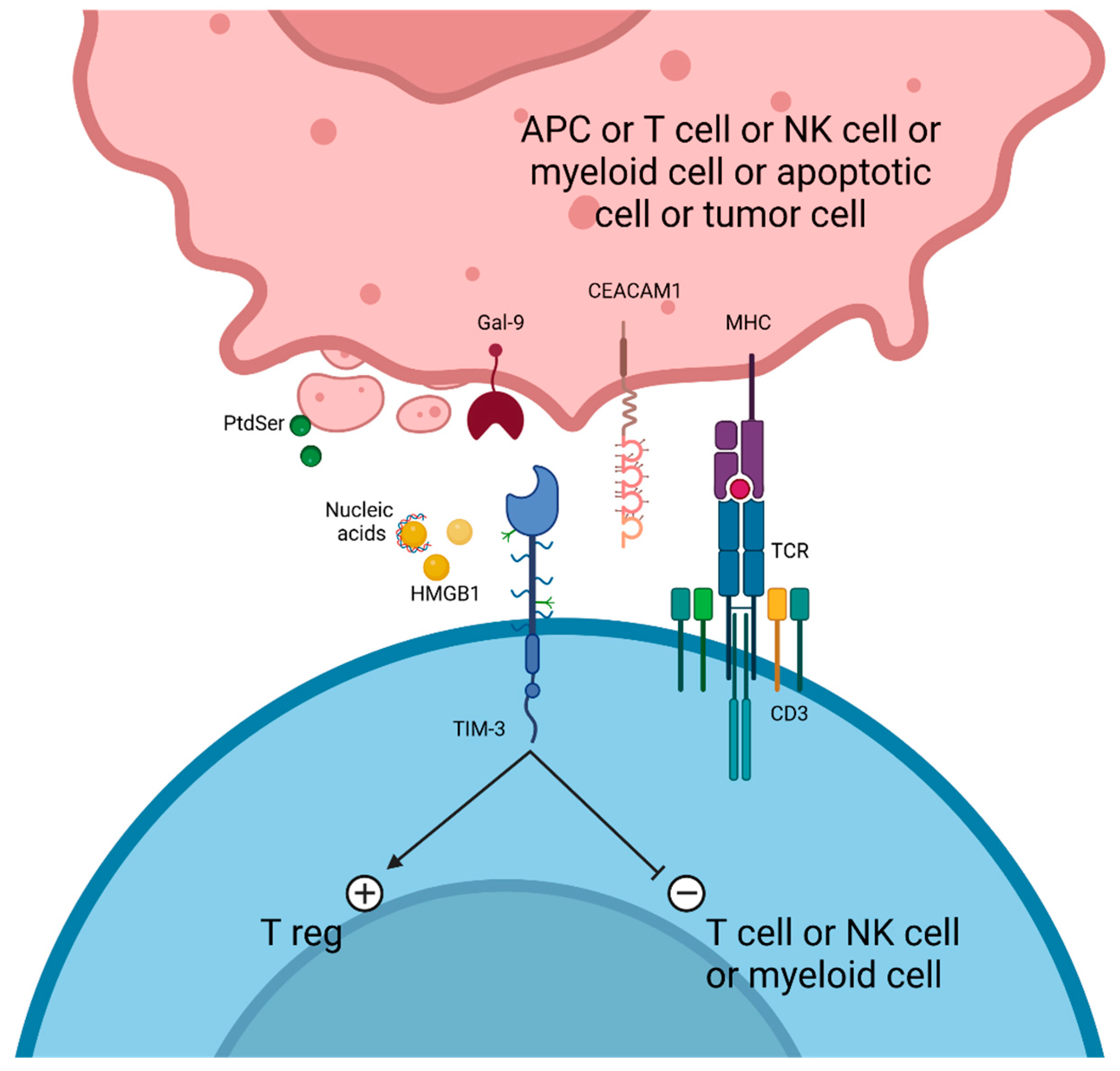 Cancers 17 00906 g004