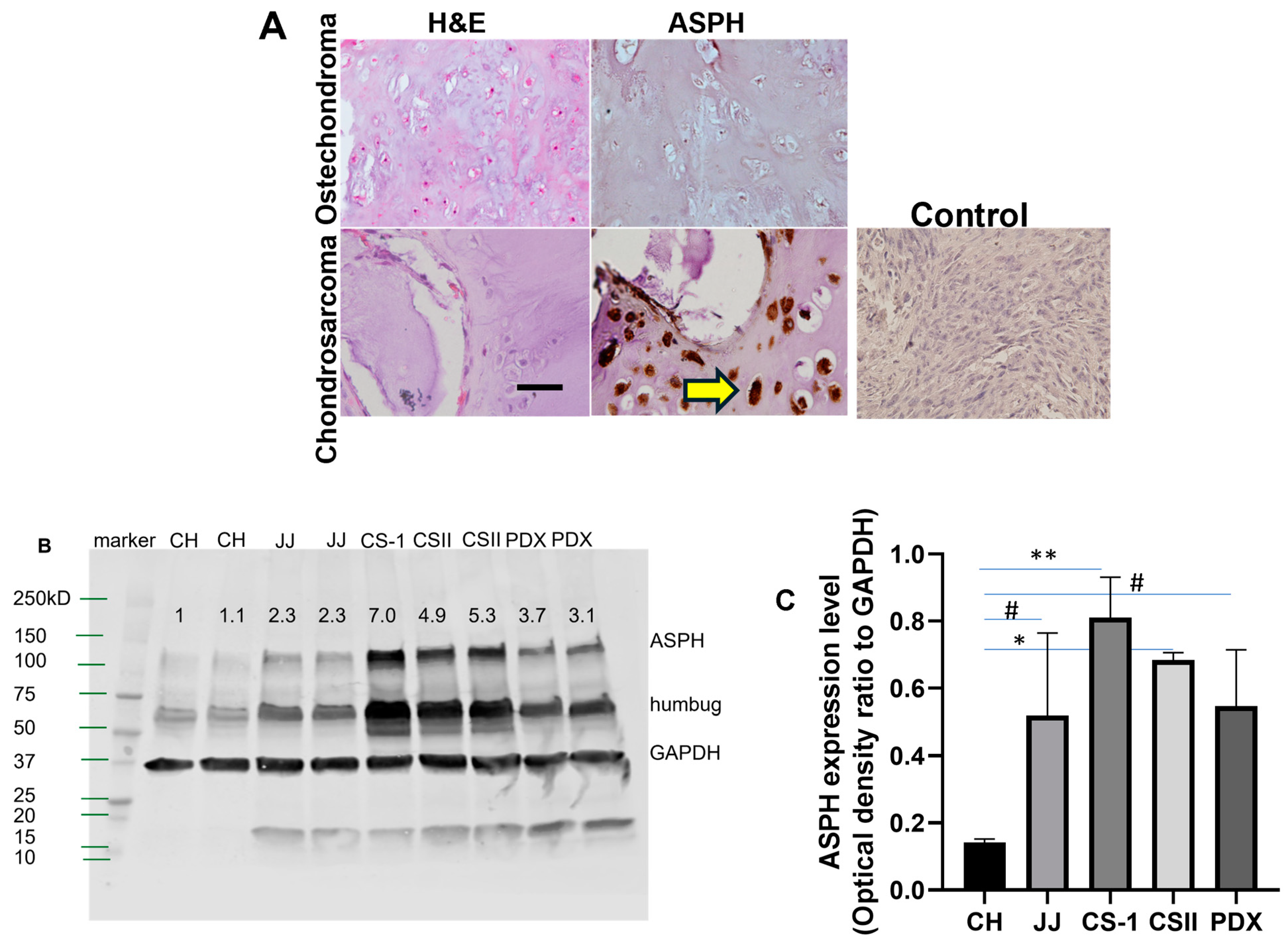 Cancers 17 00951 g001