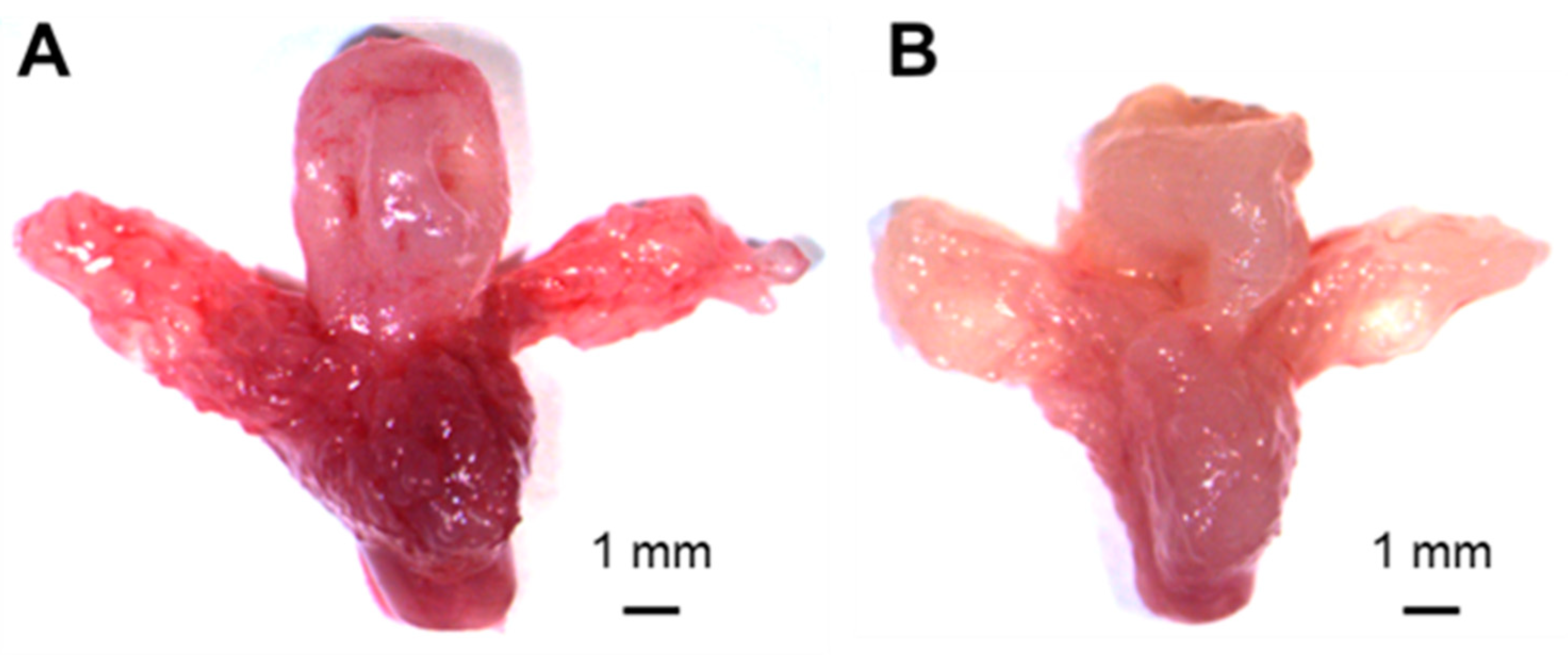 Cancers 17 01037 g002