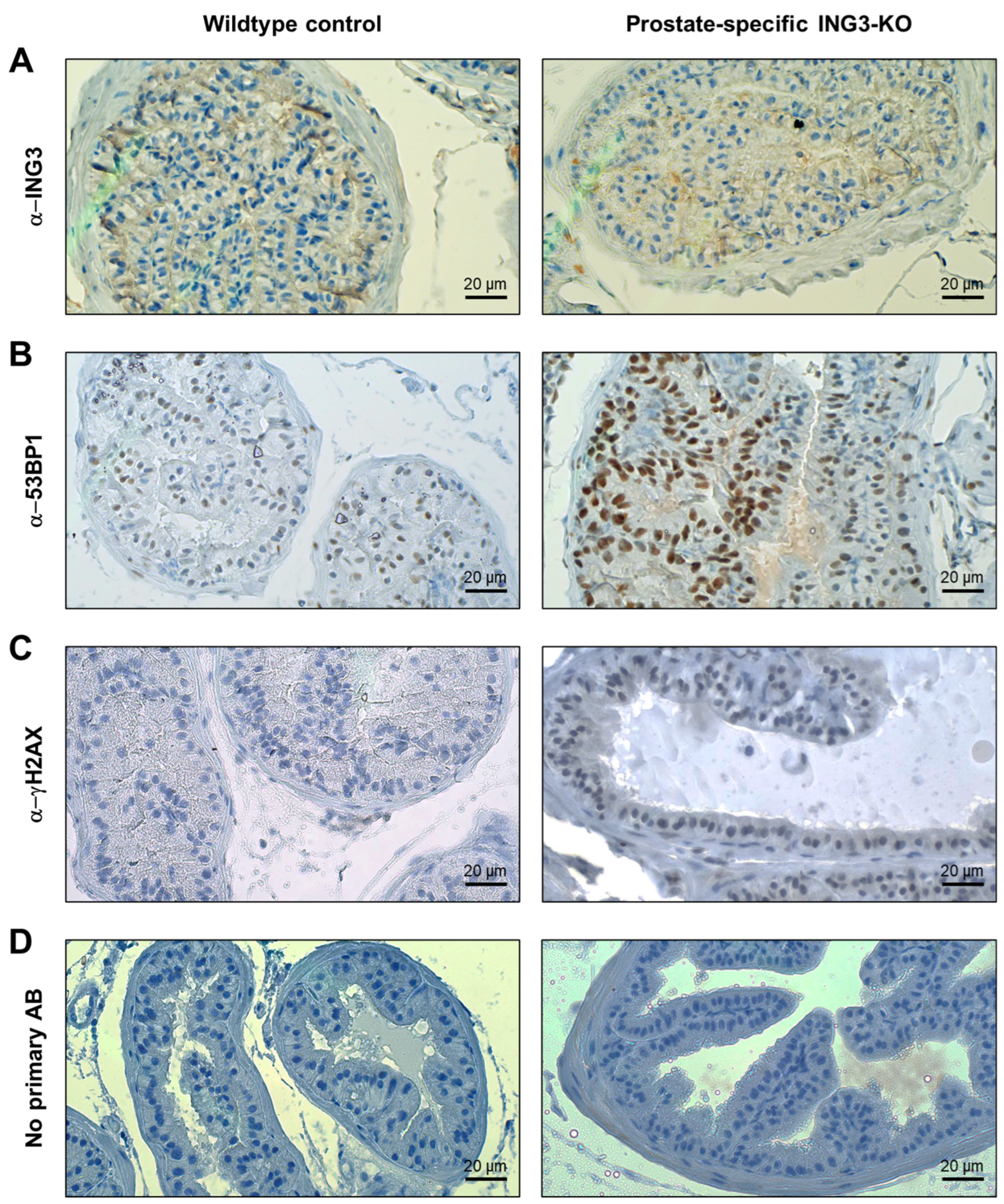Cancers 17 01037 g003