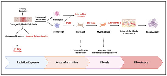 From Bench to Bedside: Translational Approaches to Cardiotoxicity