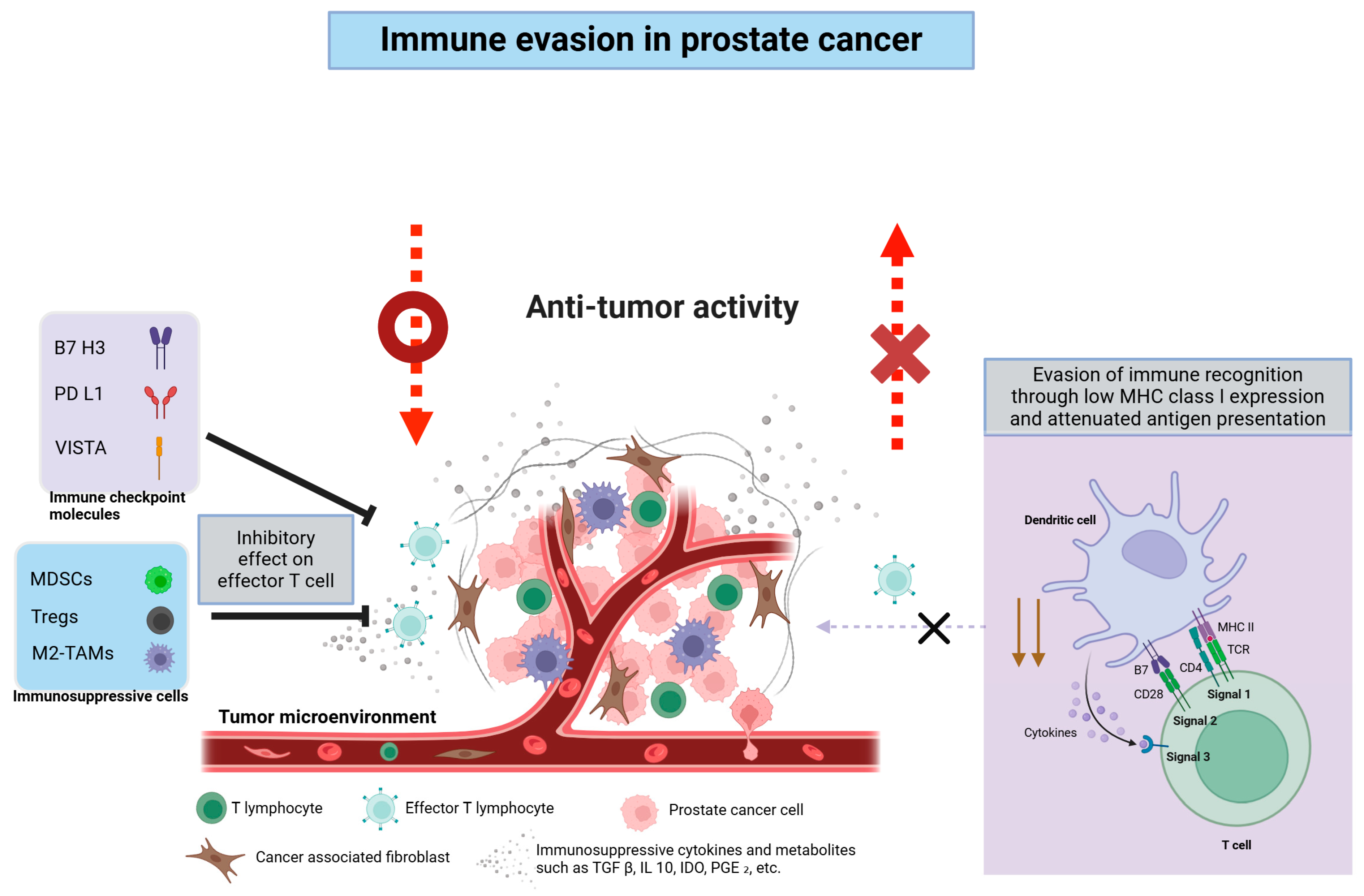 Immunotherapy in Prostate Cancer: From a “Cold” Tumor to a