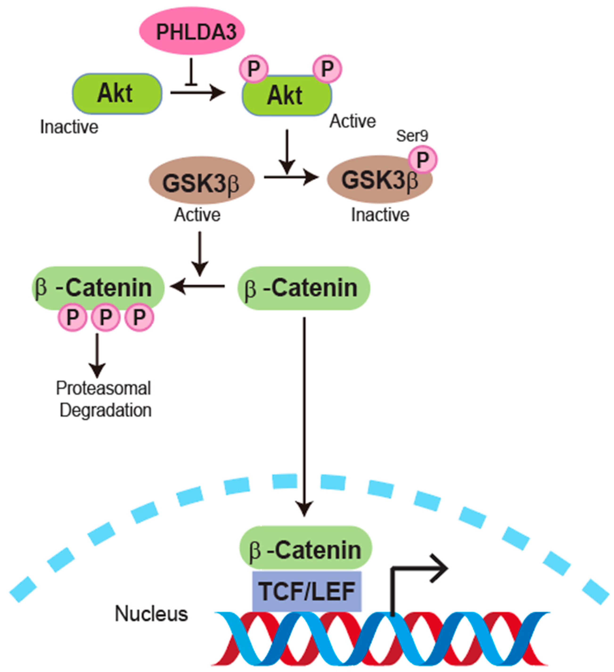 Cancers 17 01069 g002