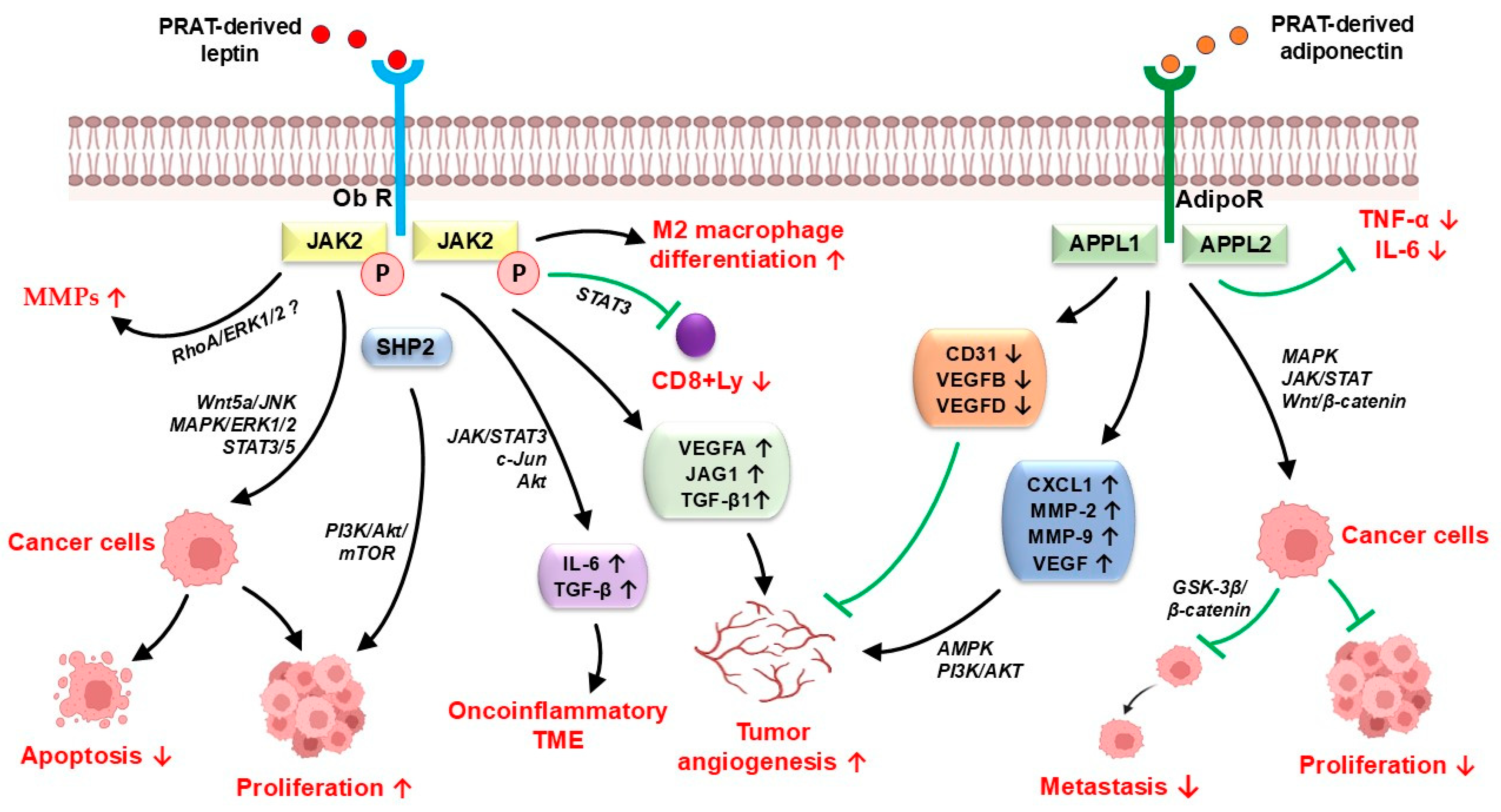 Cancers 17 01077 g001 Cancers 17 01077 g001