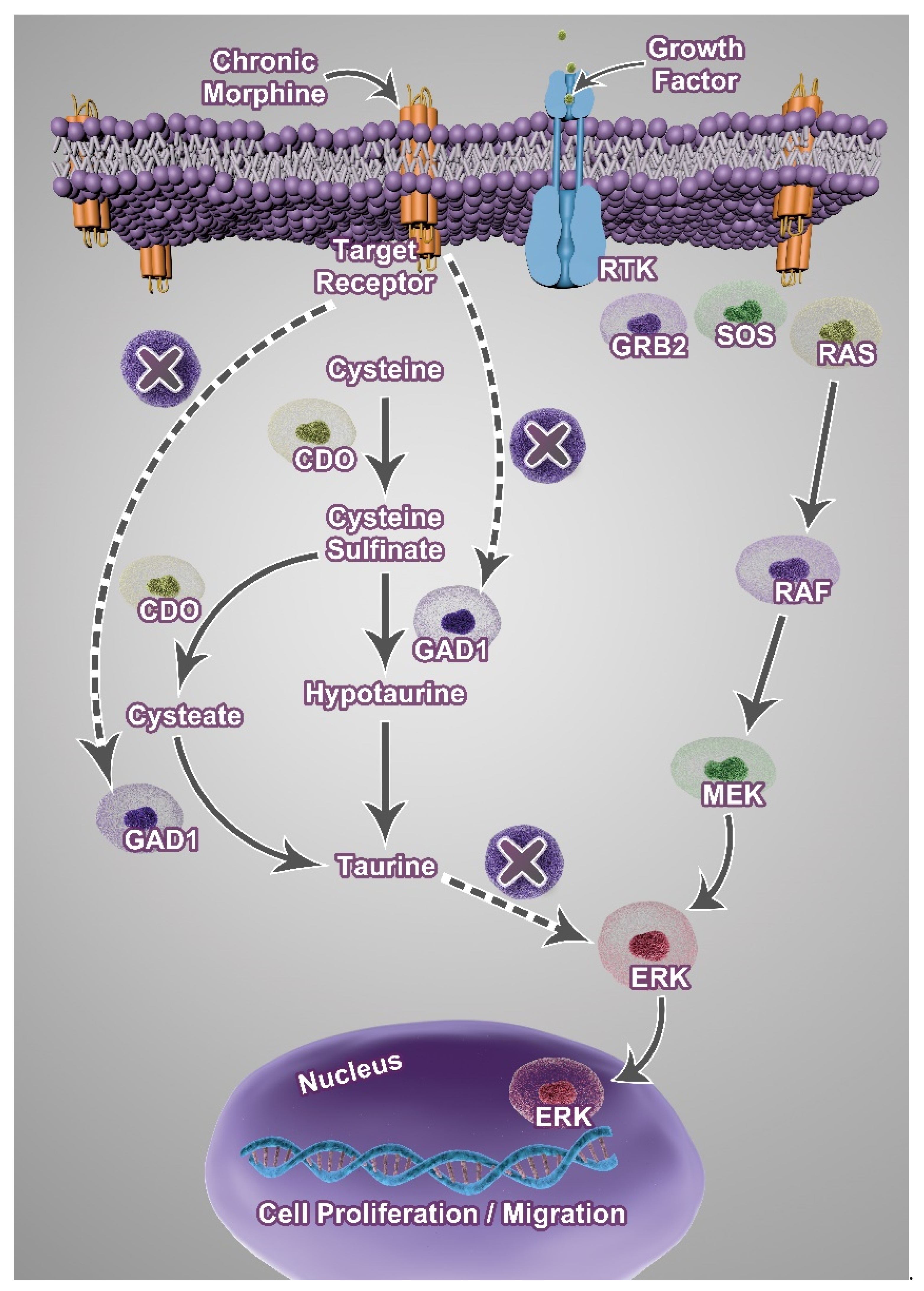 Cancers 17 01086 g008