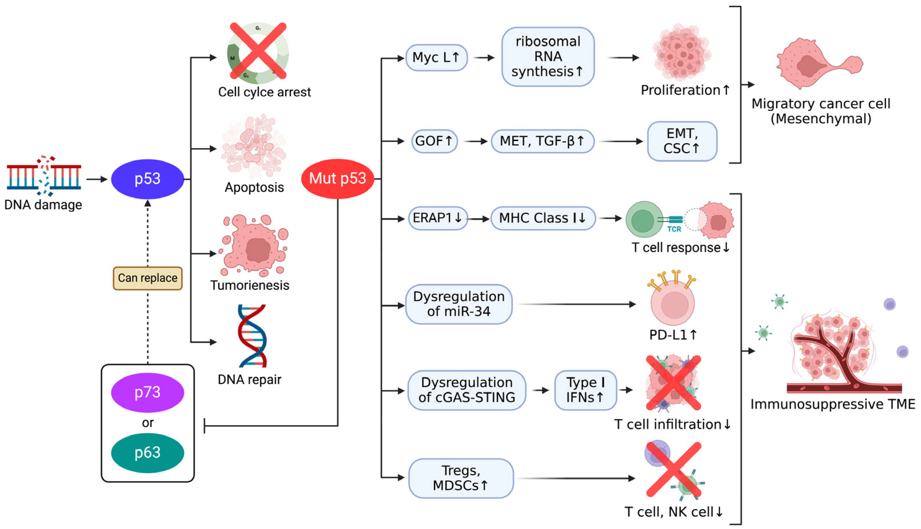 Cancers 17 01110 g002