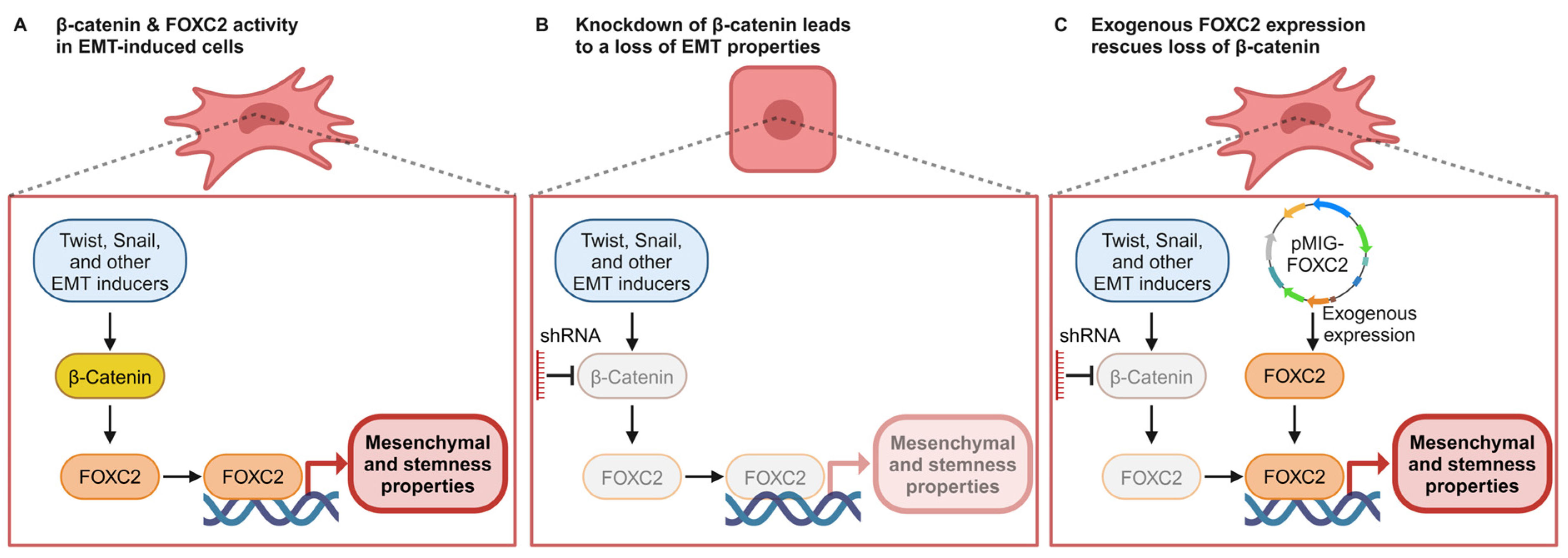 Cancers 17 01114 g005
