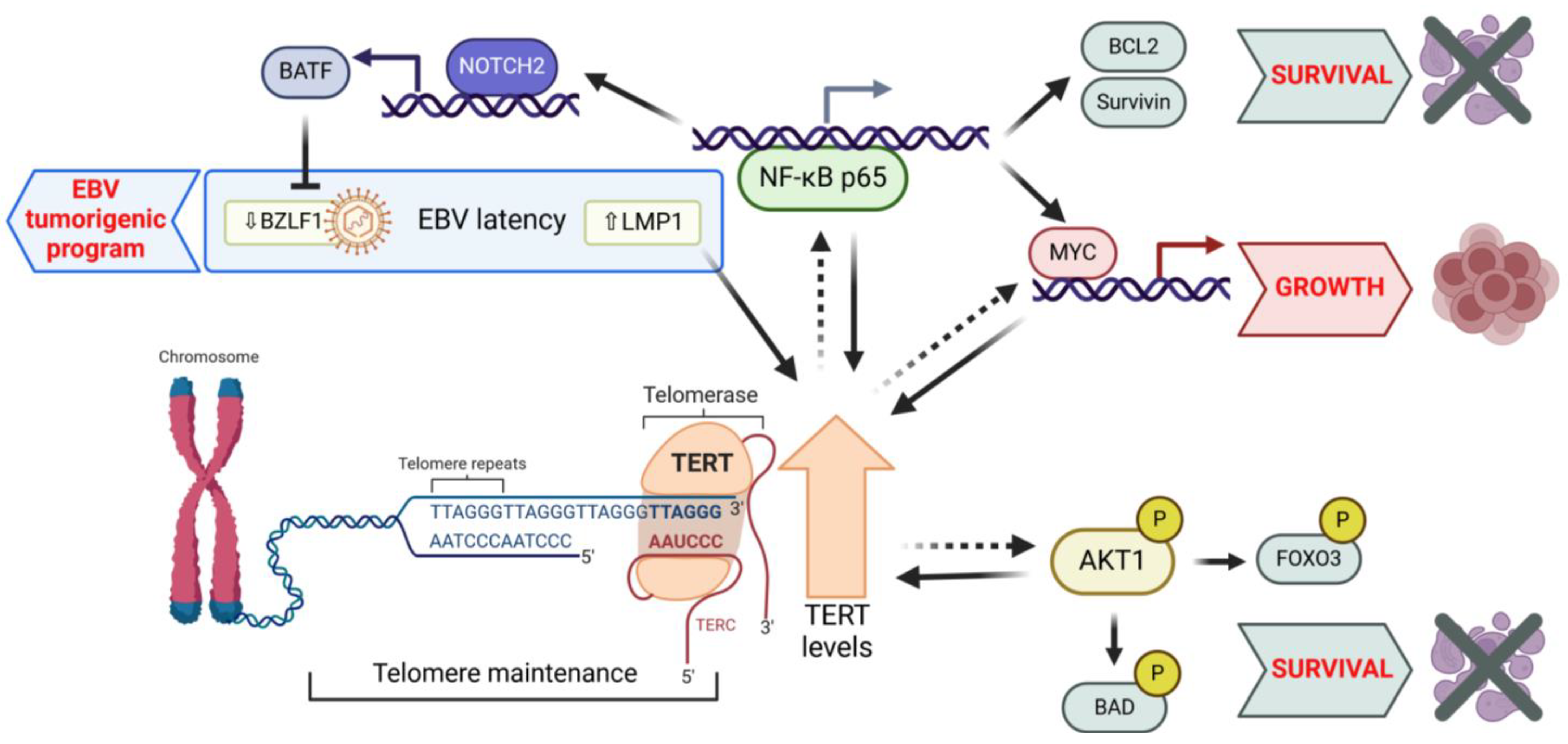 Cancers 17 01165 g001