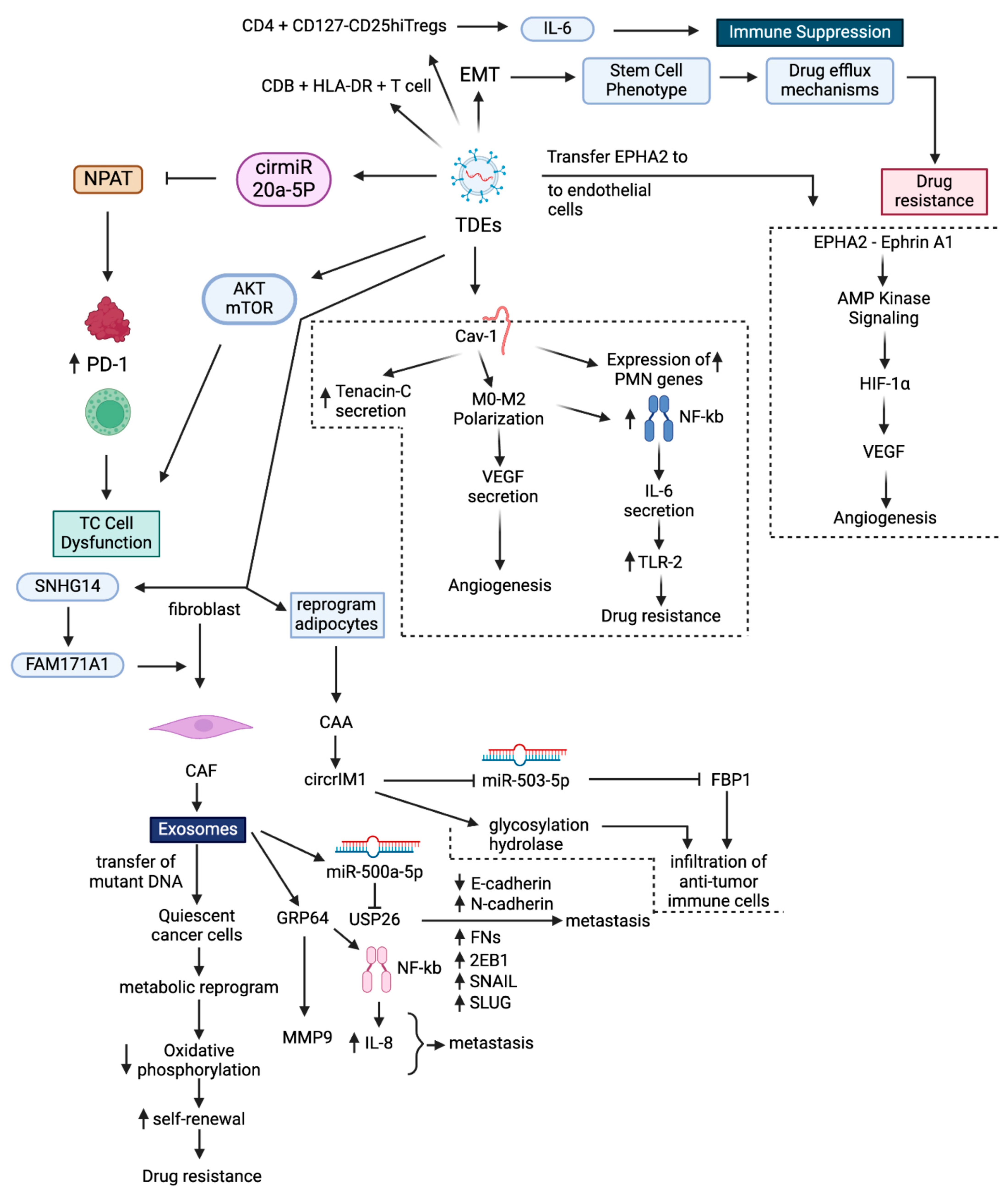 Cancers 17 01167 g001