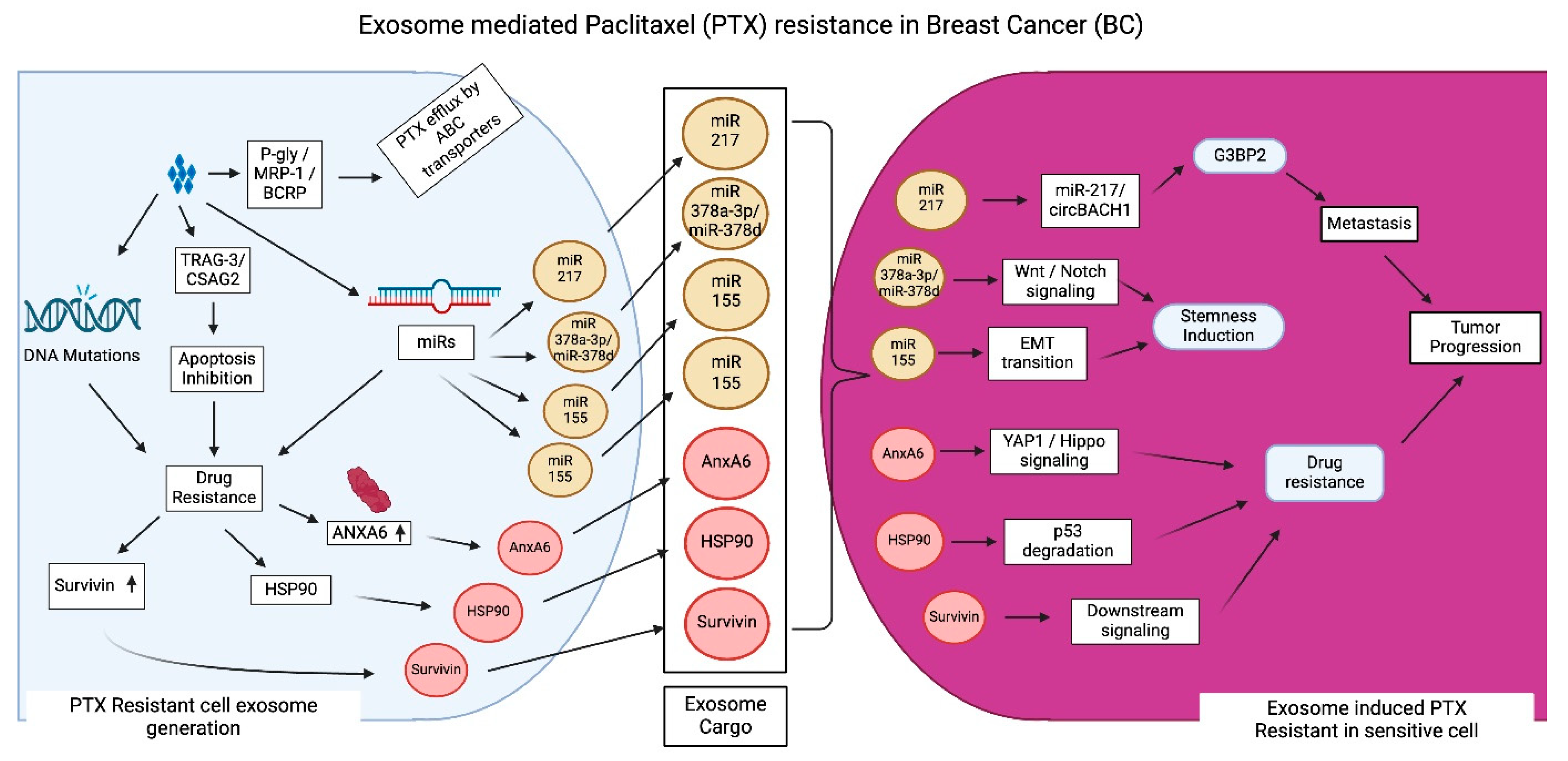 Cancers 17 01167 g004