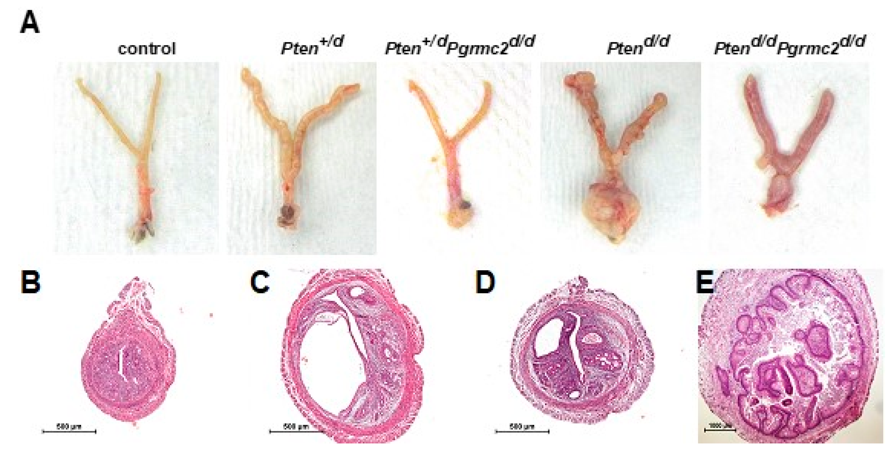 Cancers 17 01178 g002 Cancers 17 01178 g002