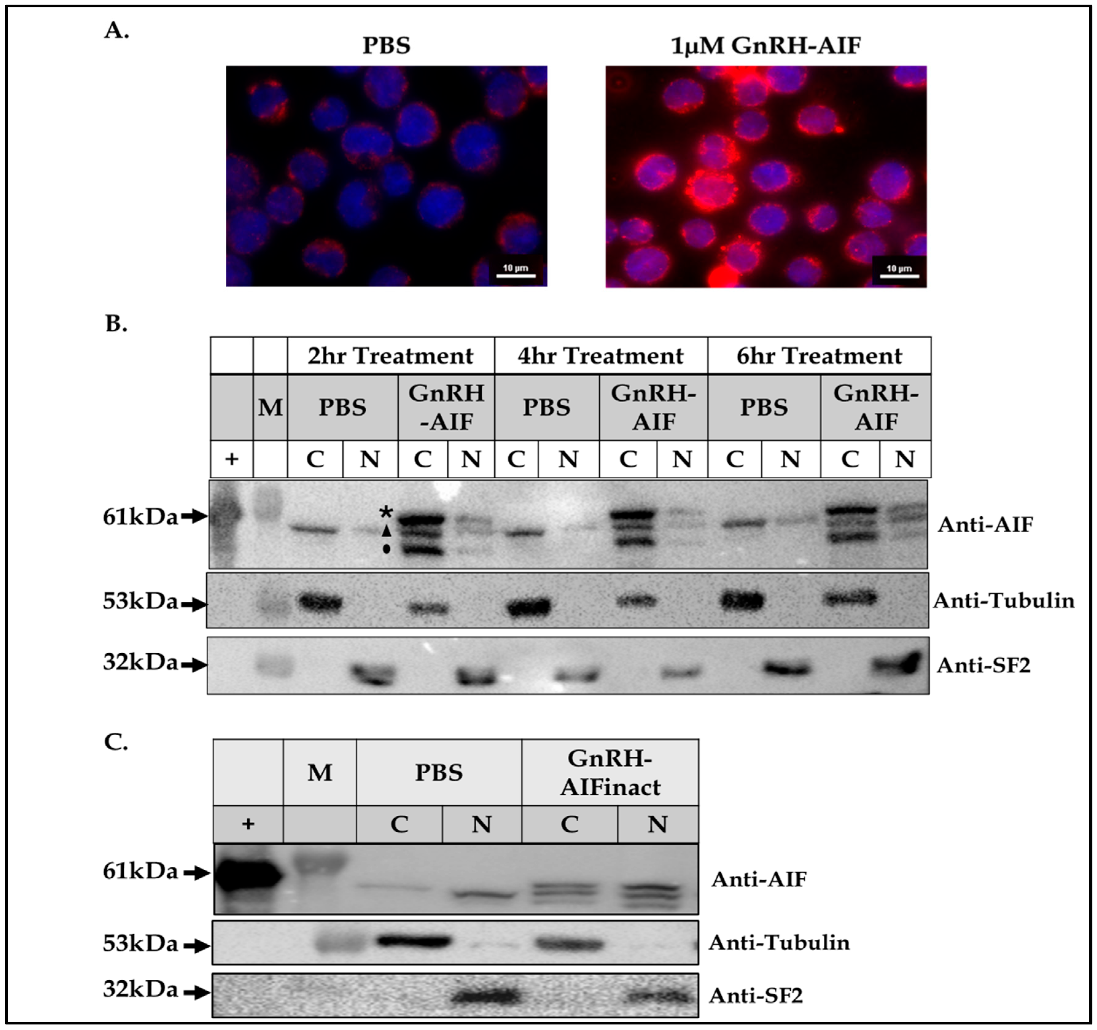 Cancers 17 01179 g002