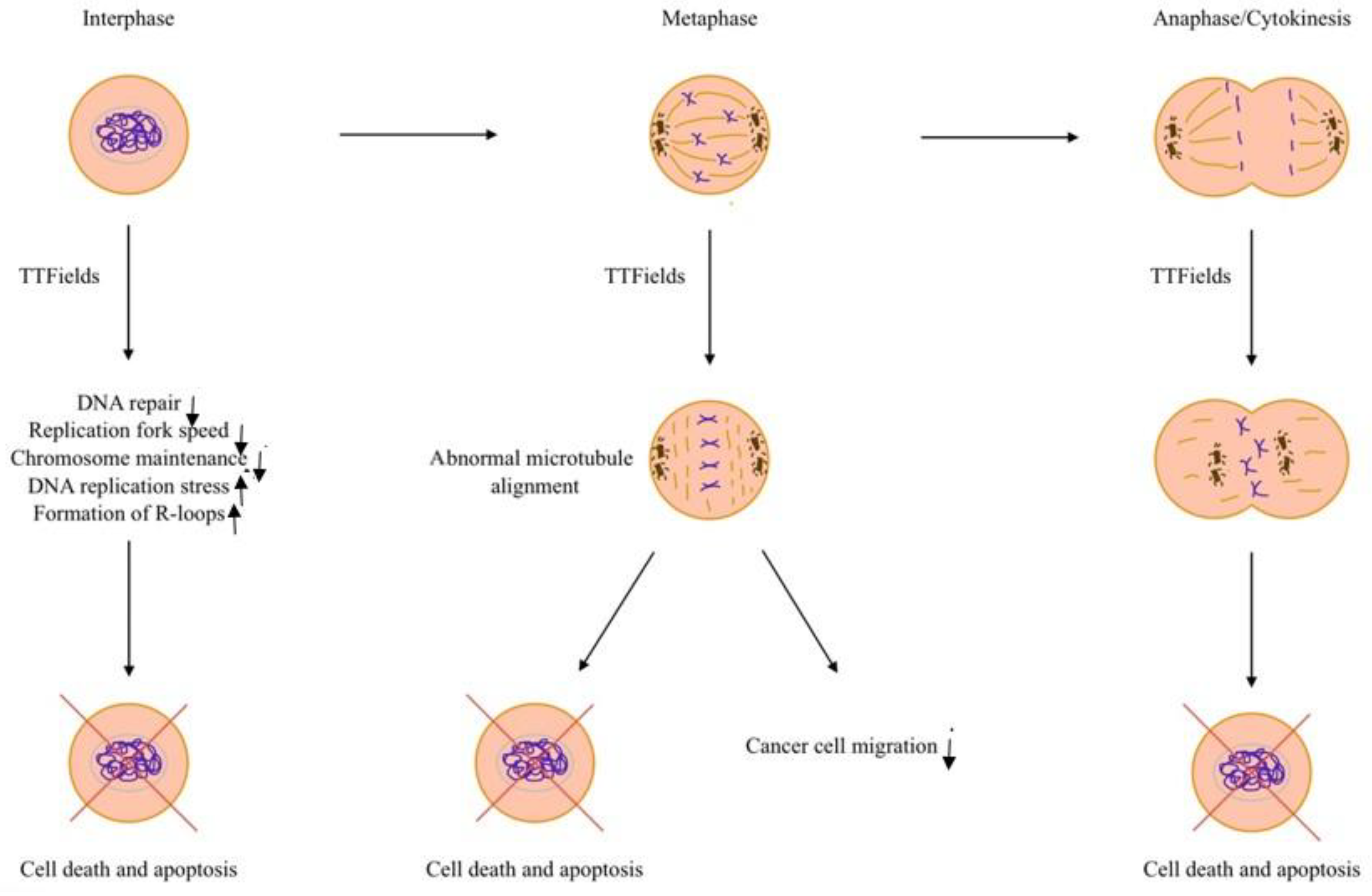 Cancers 17 01211 g001