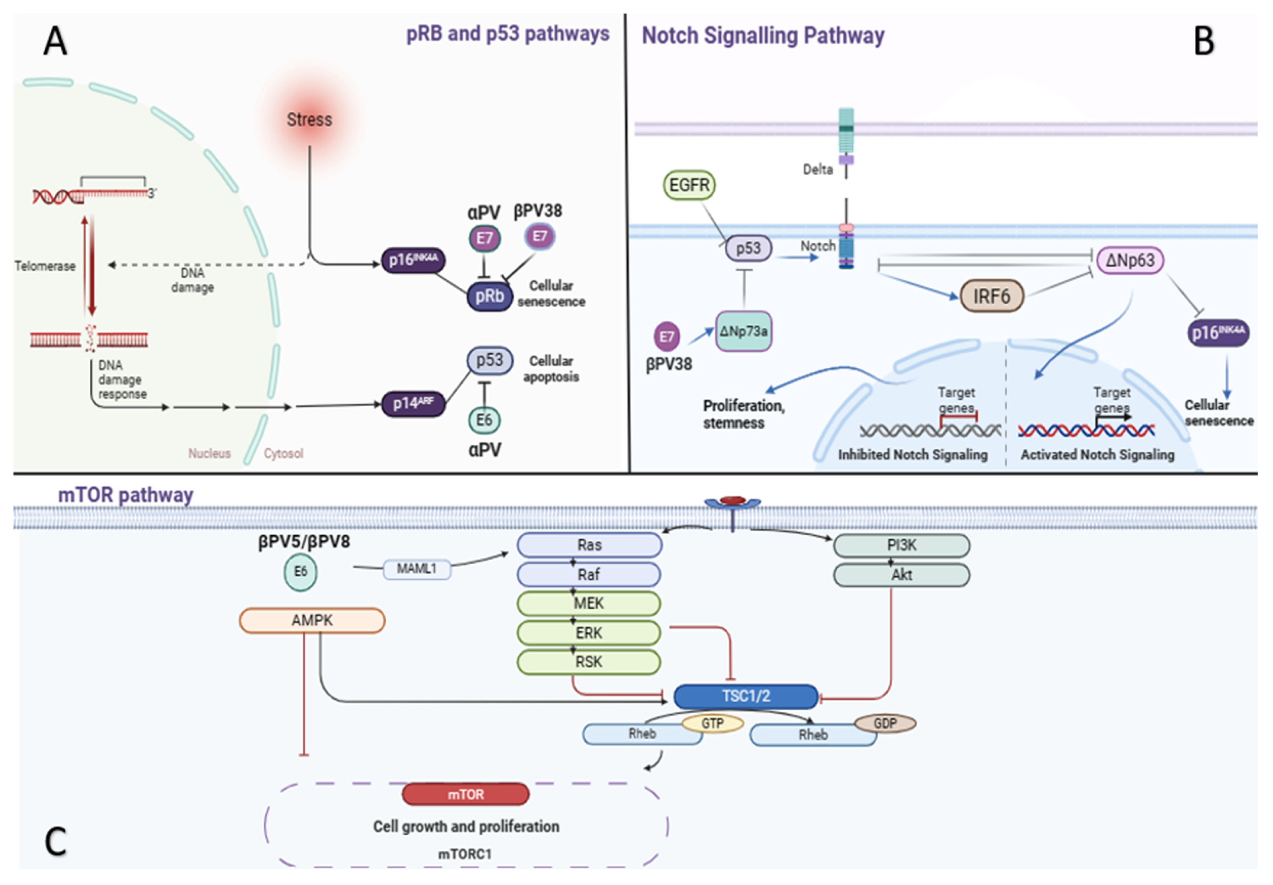Cancers 17 01217 g002