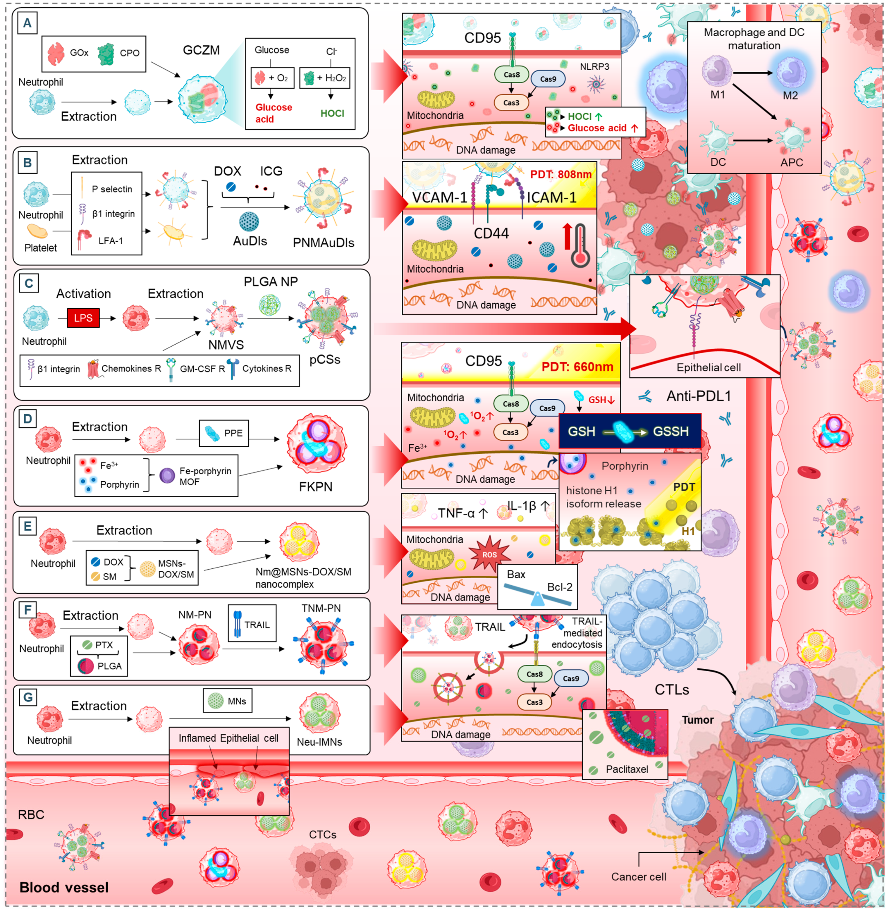 Cancers 17 01232 g004