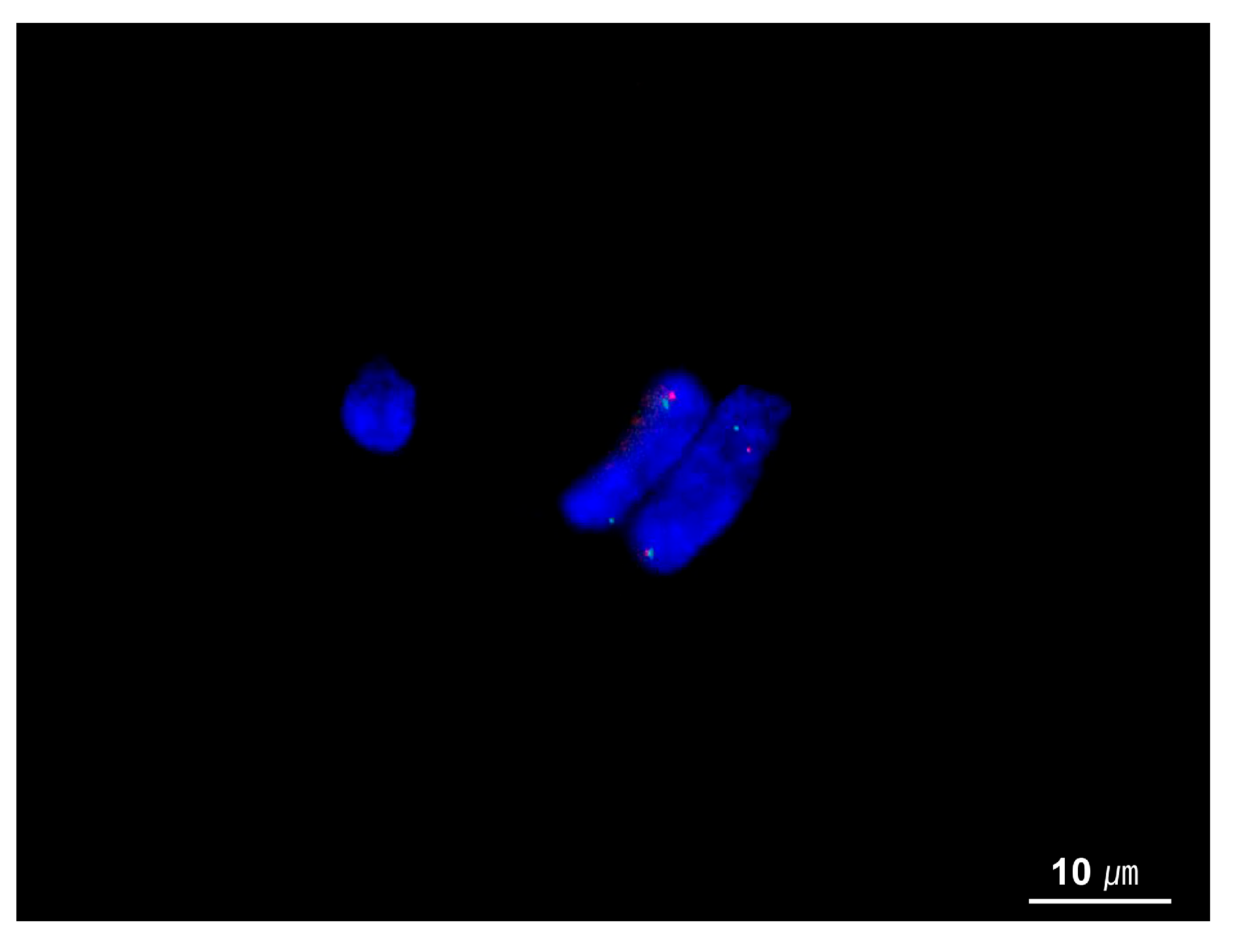 Cancers 17 01327 g007