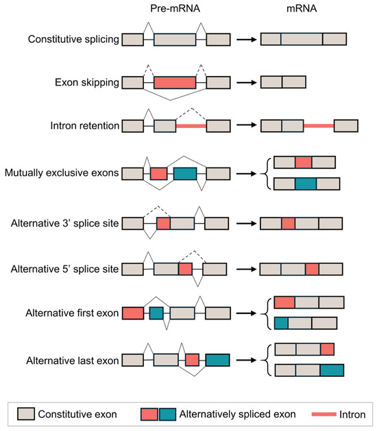 Alternative Splicing in Lung Adenocarcinoma: From Bench to Bedside