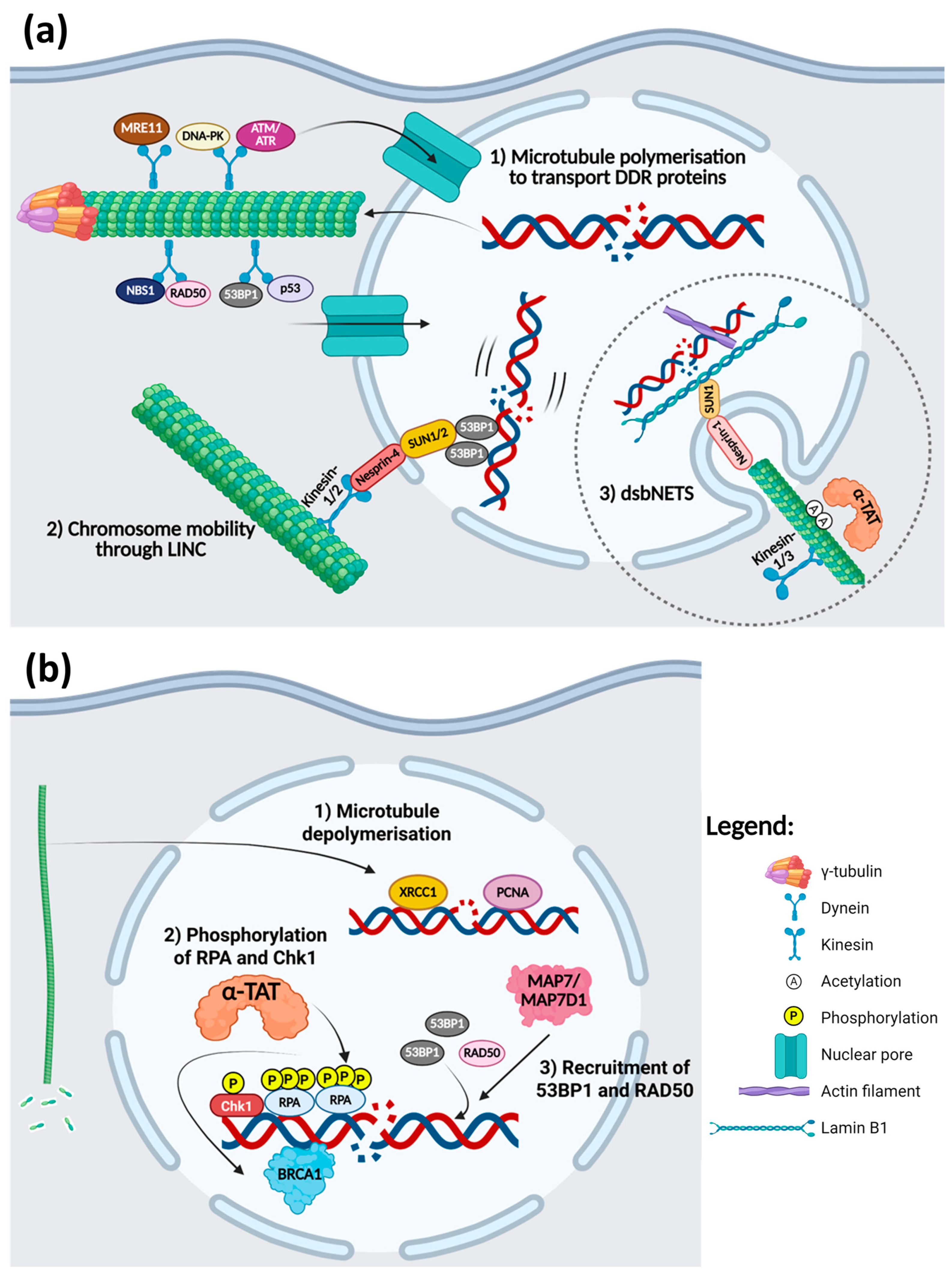 Cancers 17 01378 g002
