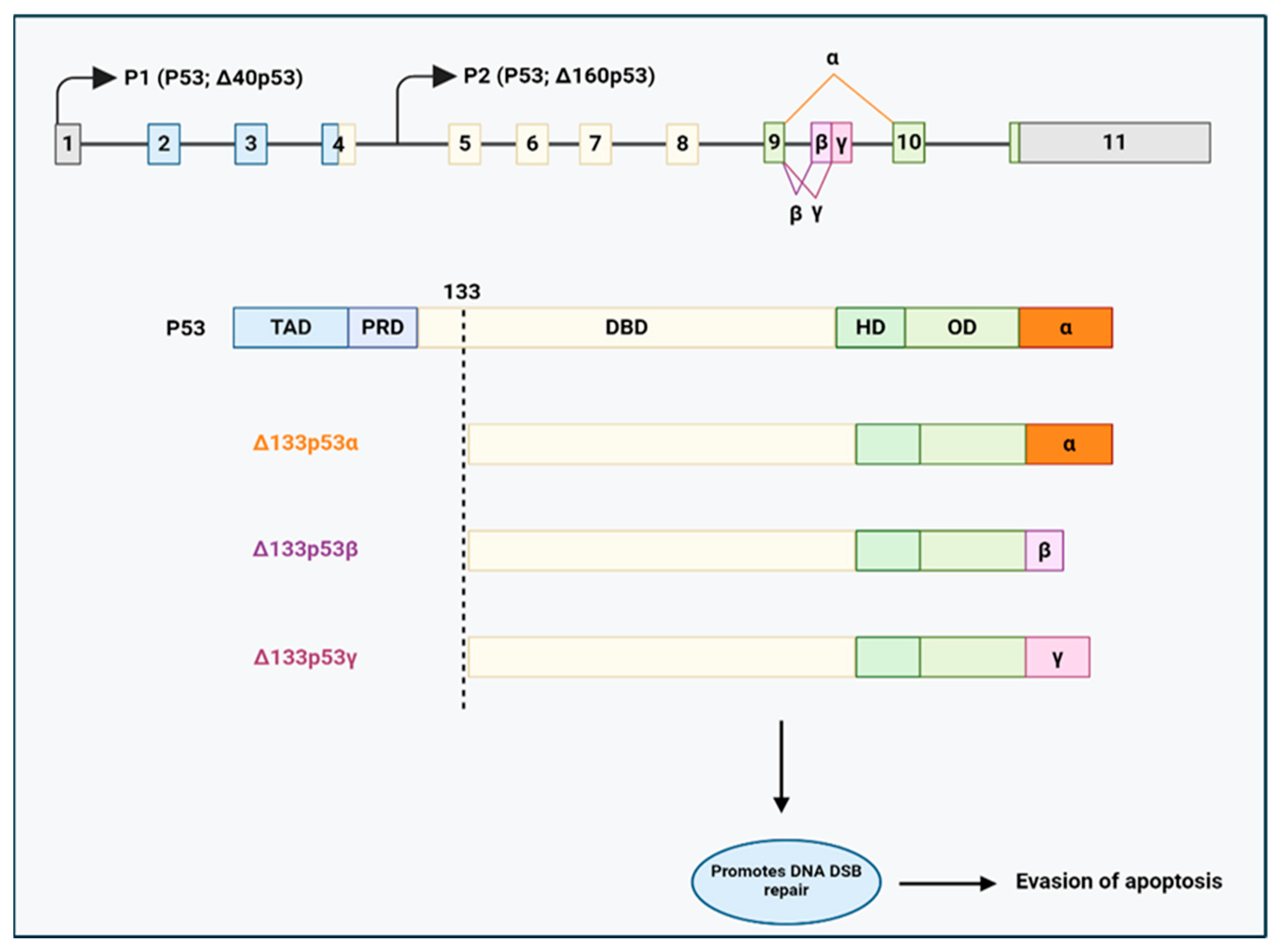 Cancers 17 01381 g009 Cancers 17 01381 g009