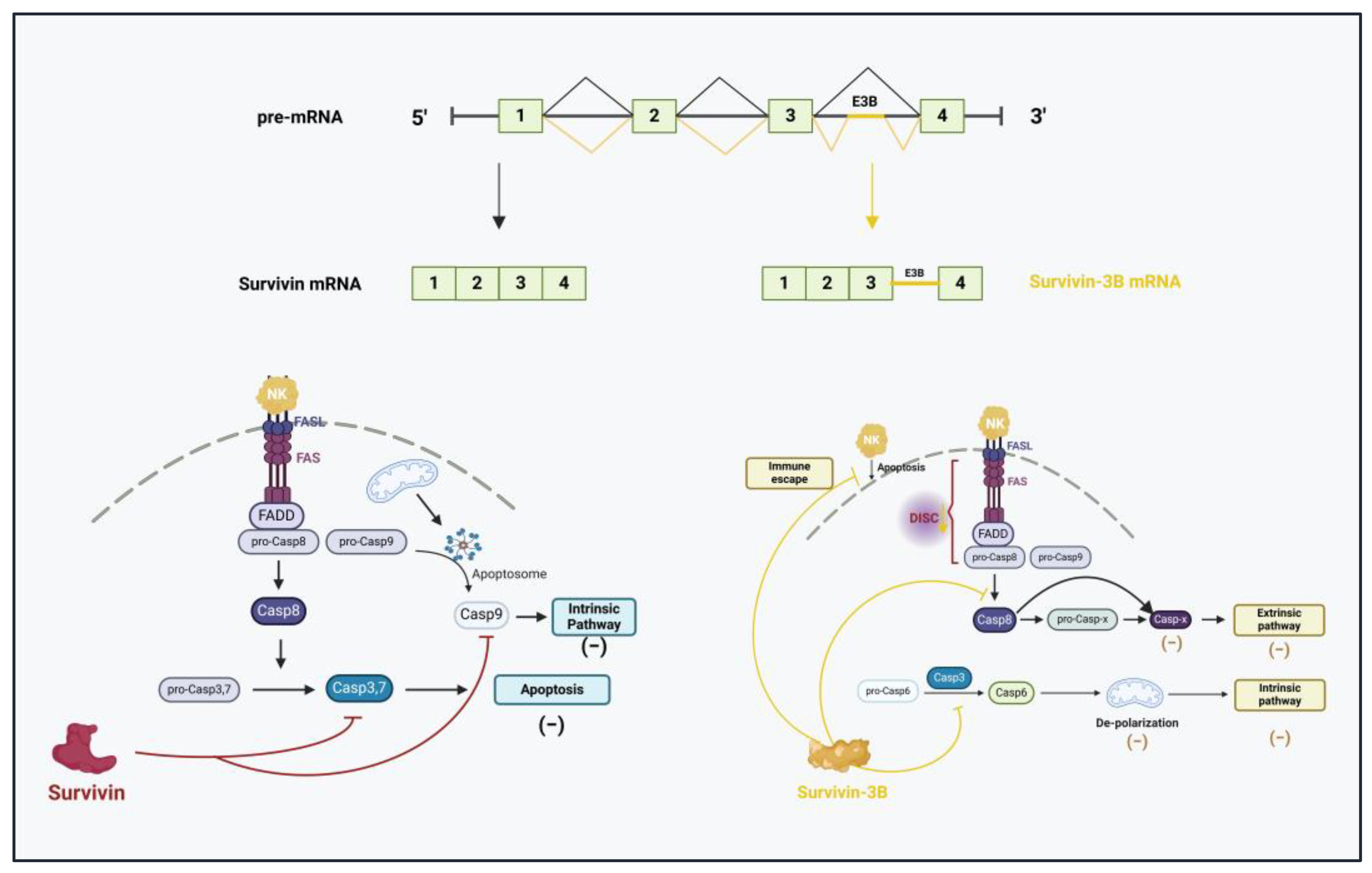 Cancers 17 01381 g010 Cancers 17 01381 g010